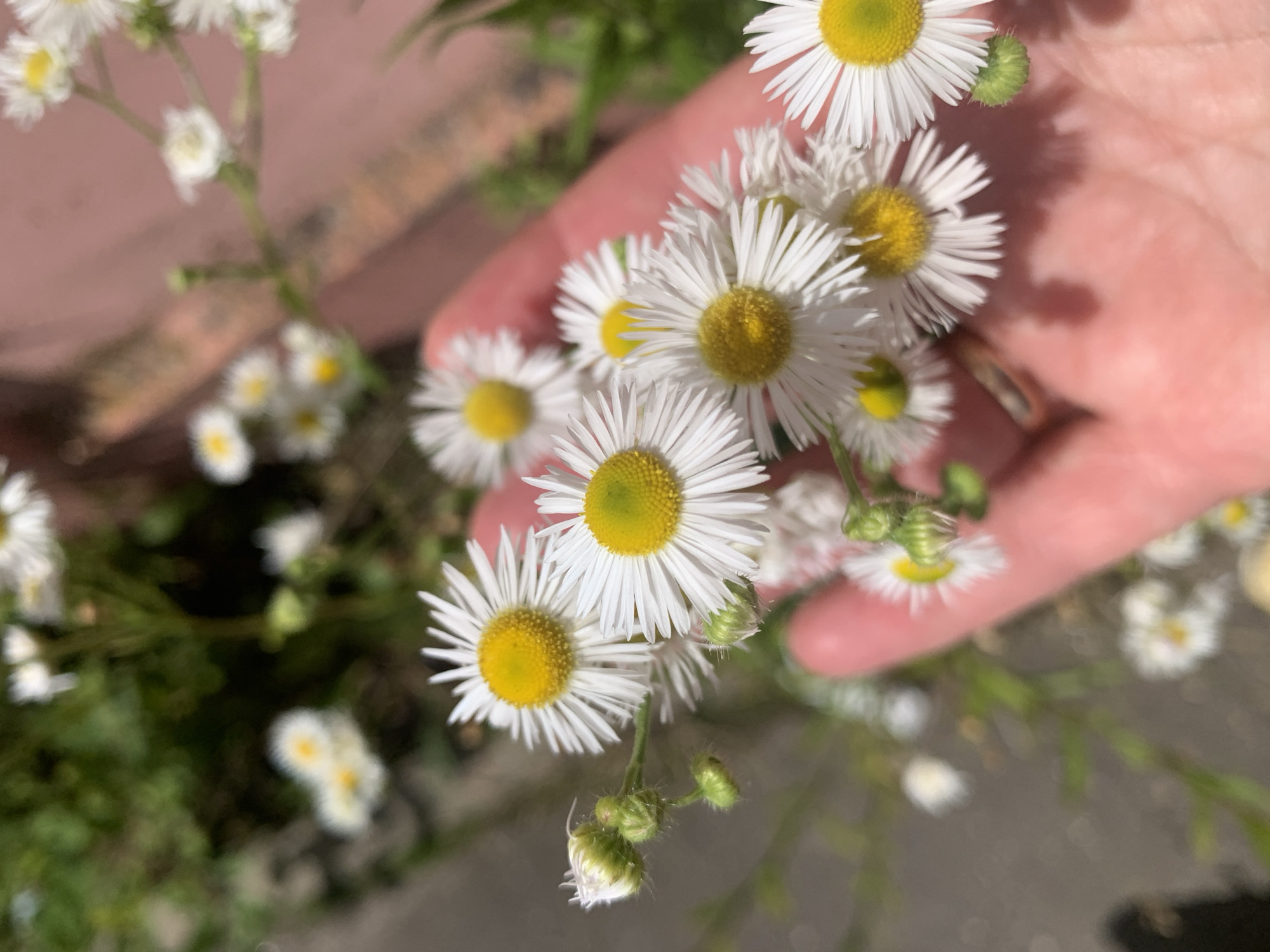 Everyday scenes and flowers from Kapyĺ, Belarus