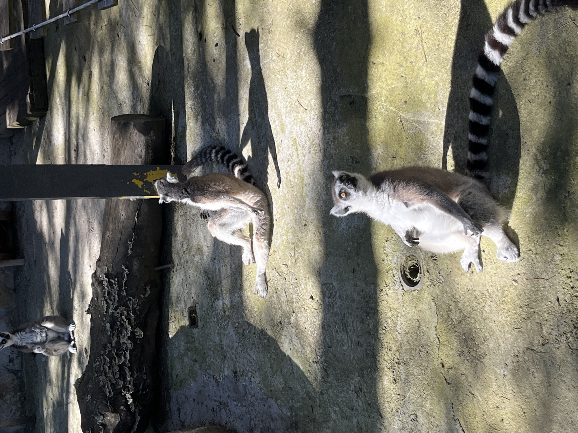 Zoo and adventure park visit in Stara Zagora, Bulgaria