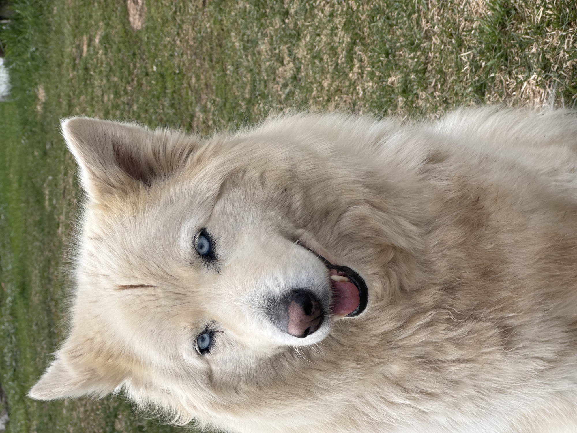 Blue-eyed dog spotted resting on grass in Russian town