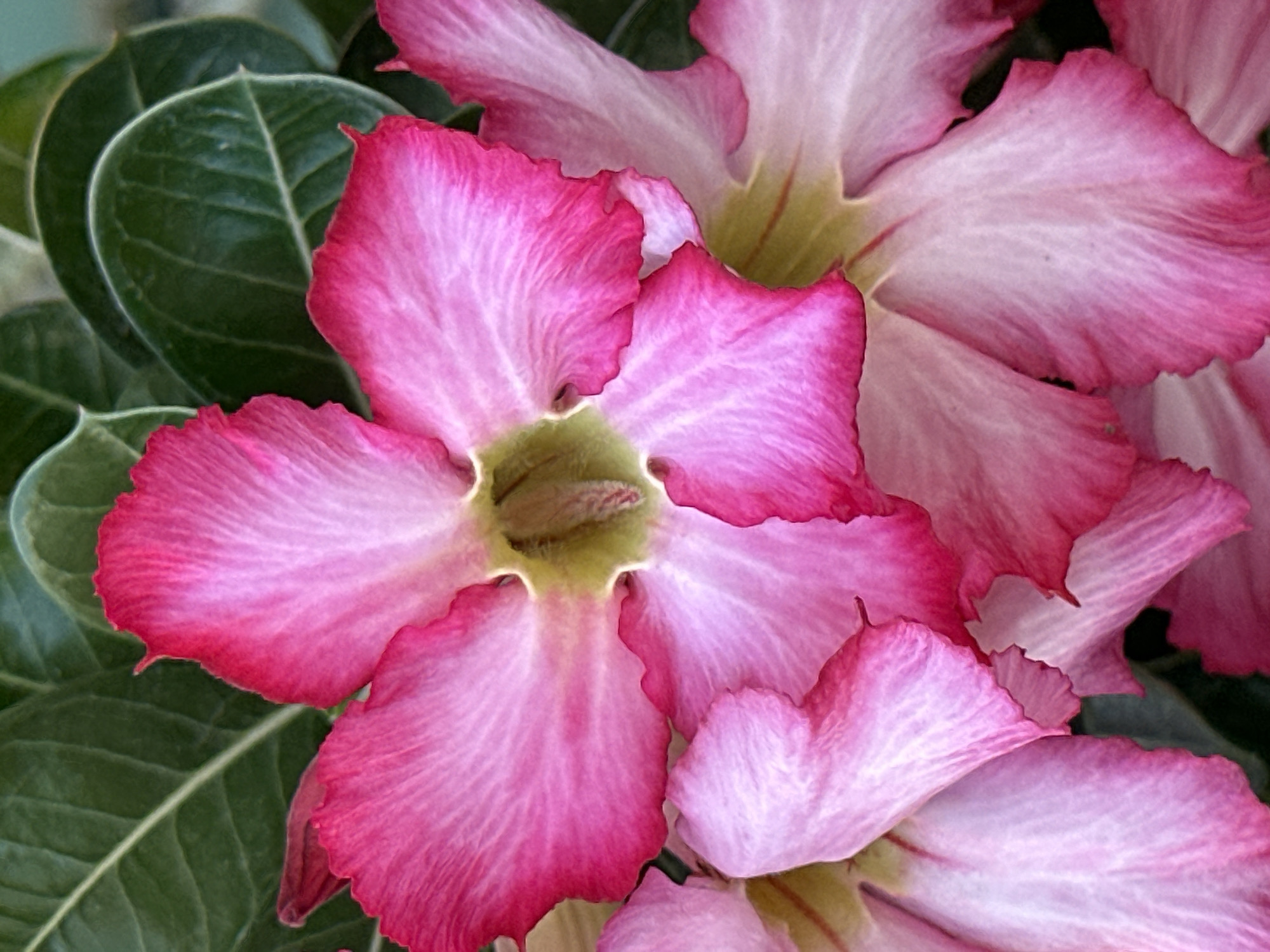 Tropical plants documented in Acapulco gardens