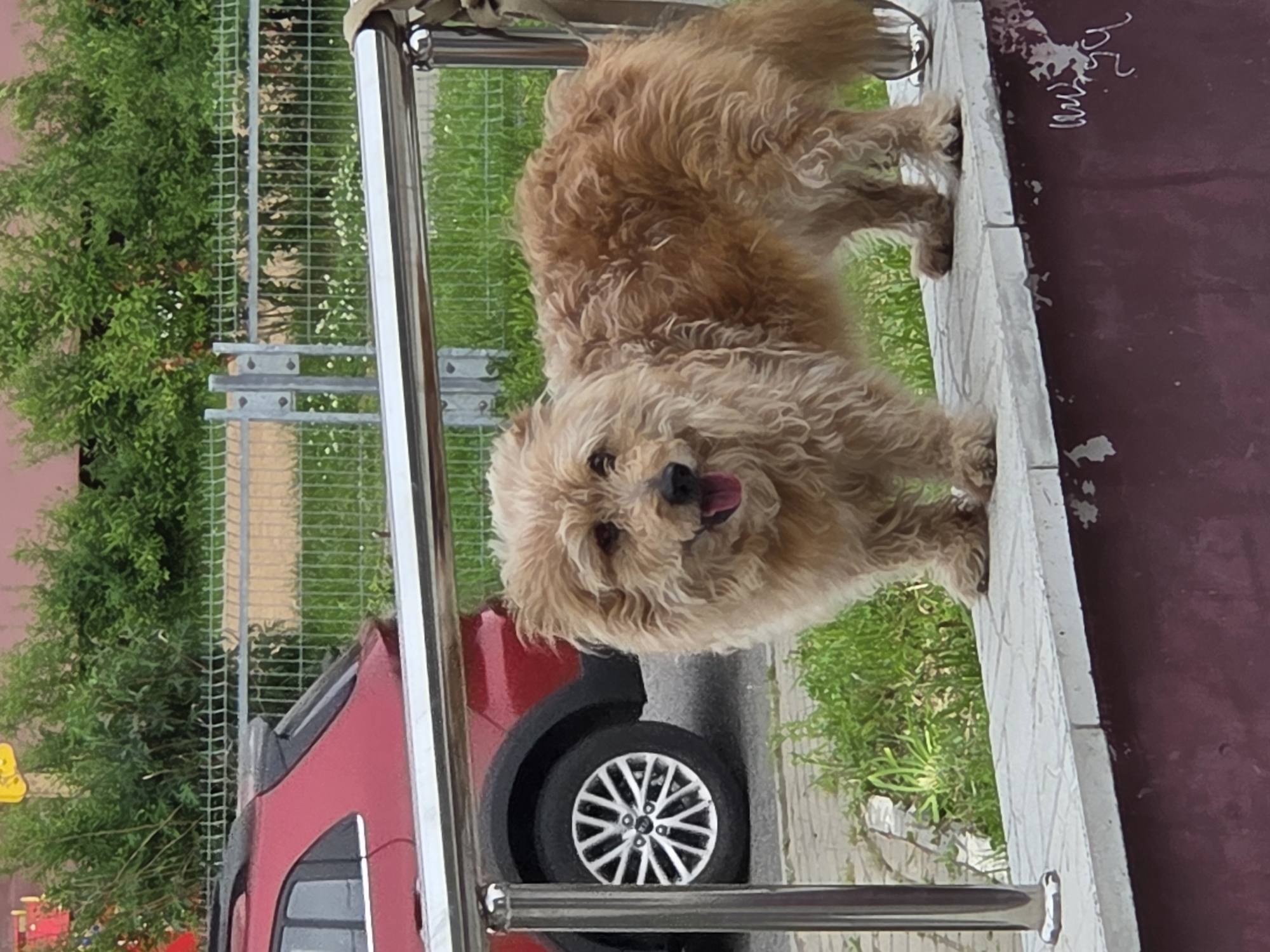 Hour-long urban walk documented with dog, coffee, street scenes