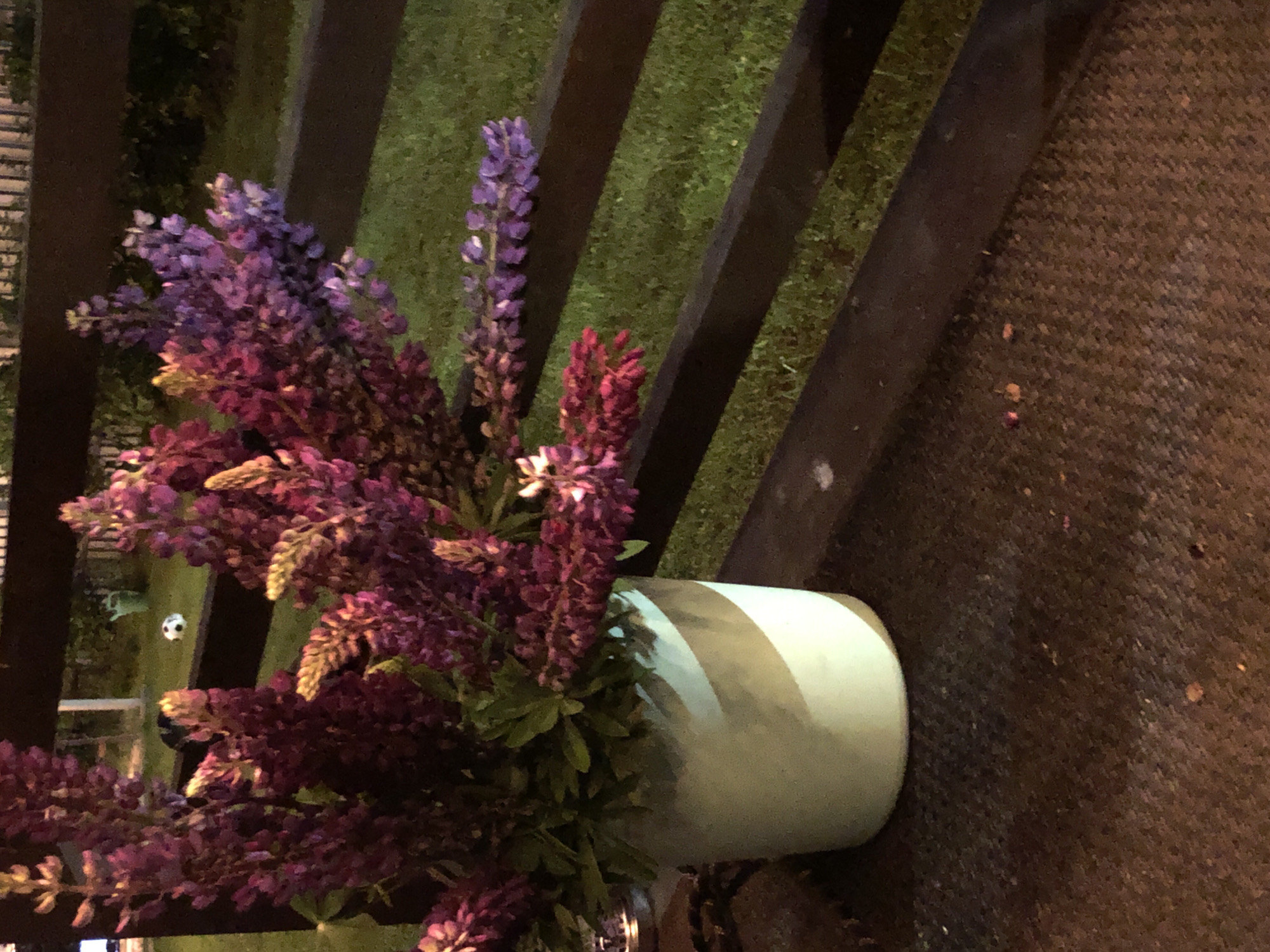 Evening Garden Walk Documented Through 21 Detailed Observations