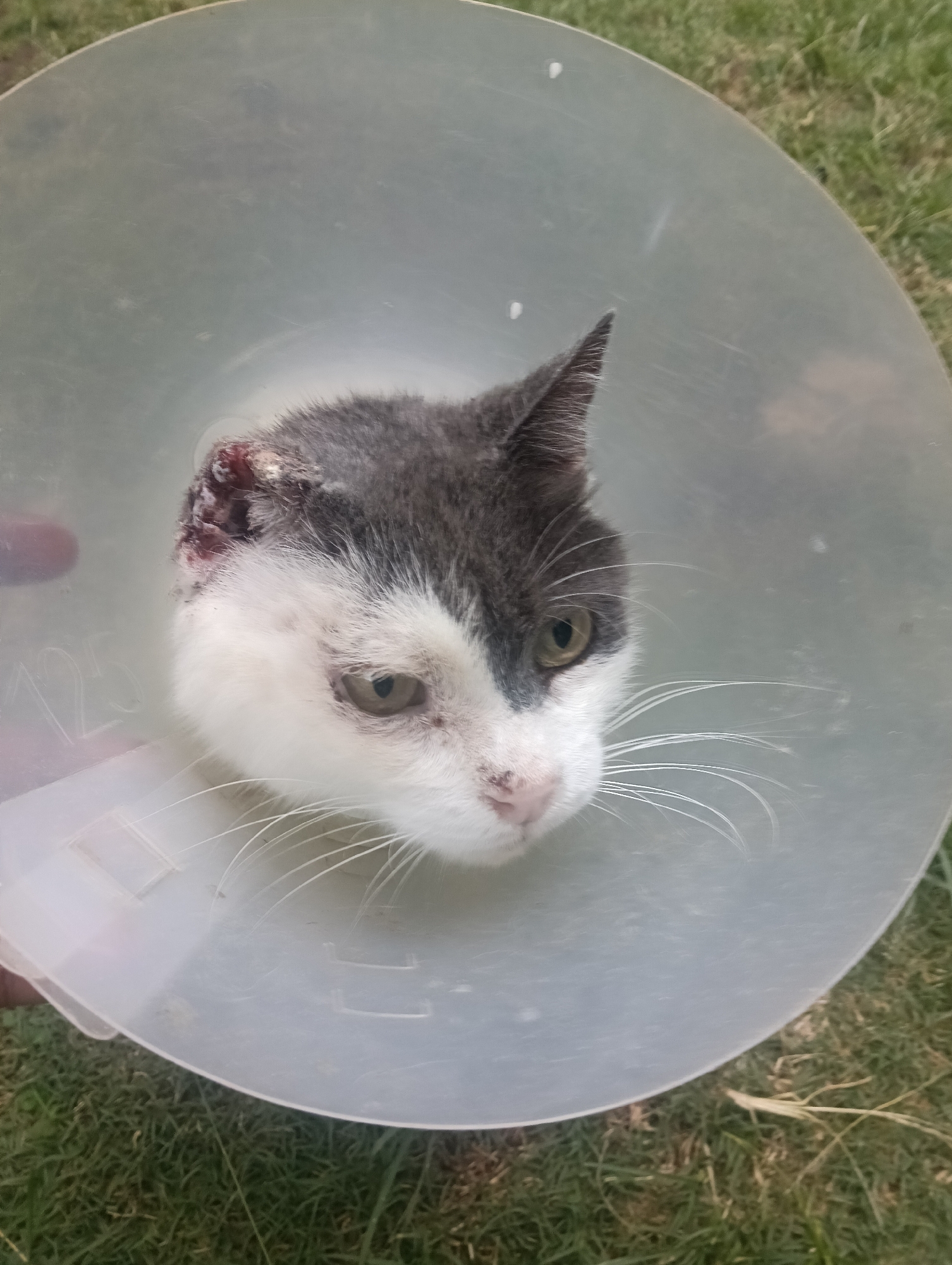 Pets recovering in Nairobi: coned cat and caged dog