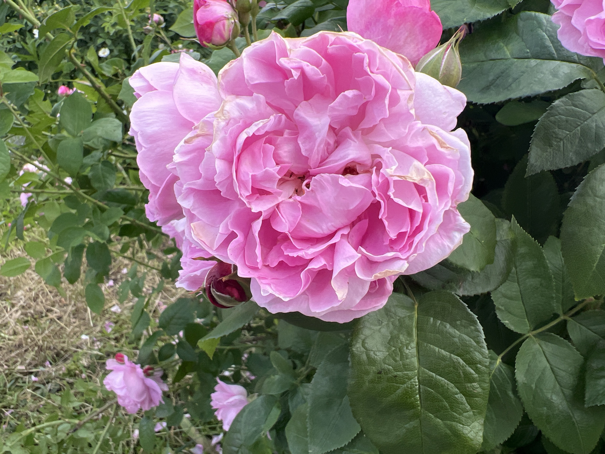 Observer documents blooming flowers and street scenes in Poltava