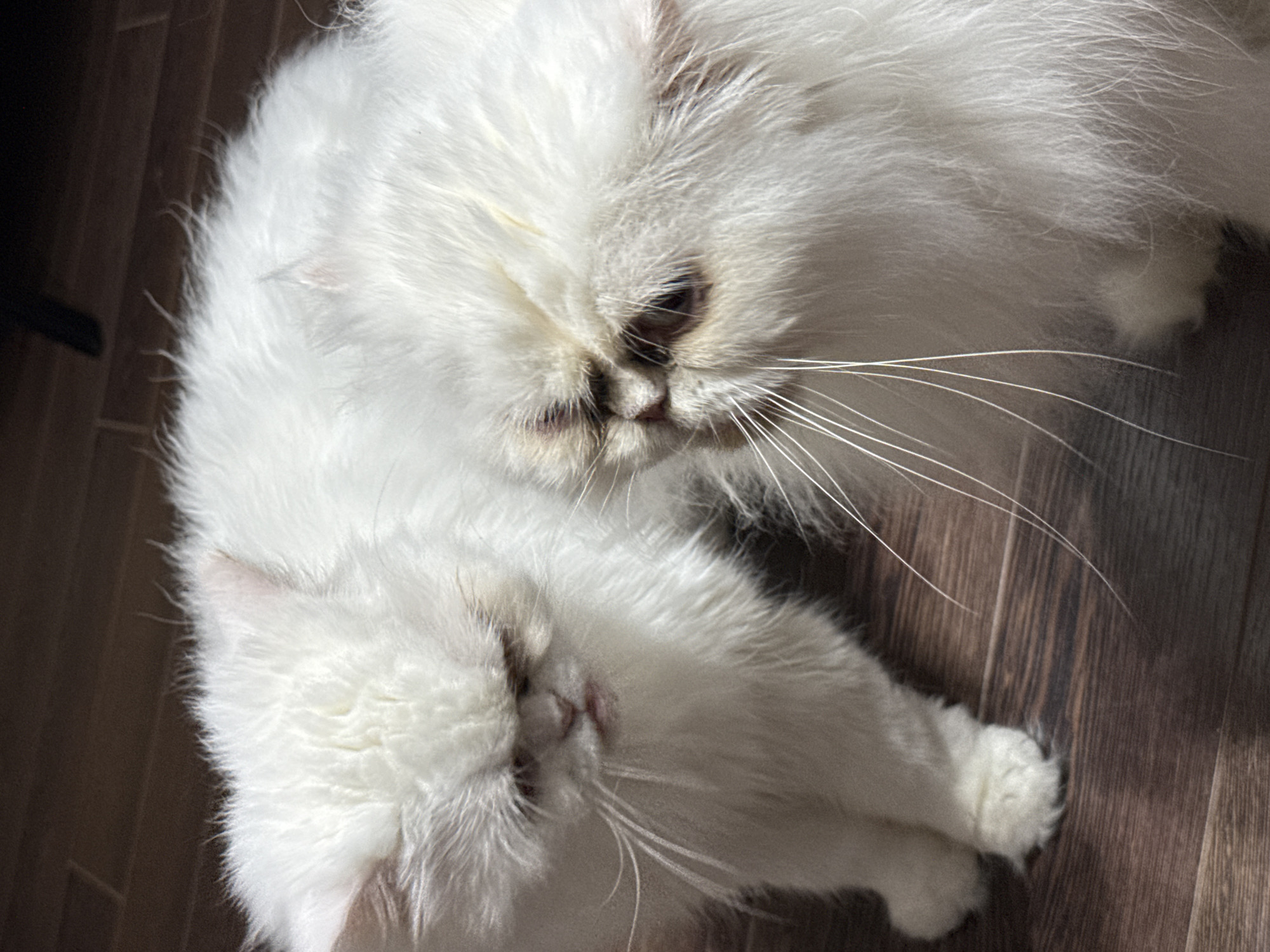 Evening Persian Cat Photo Session Documented in Burgas