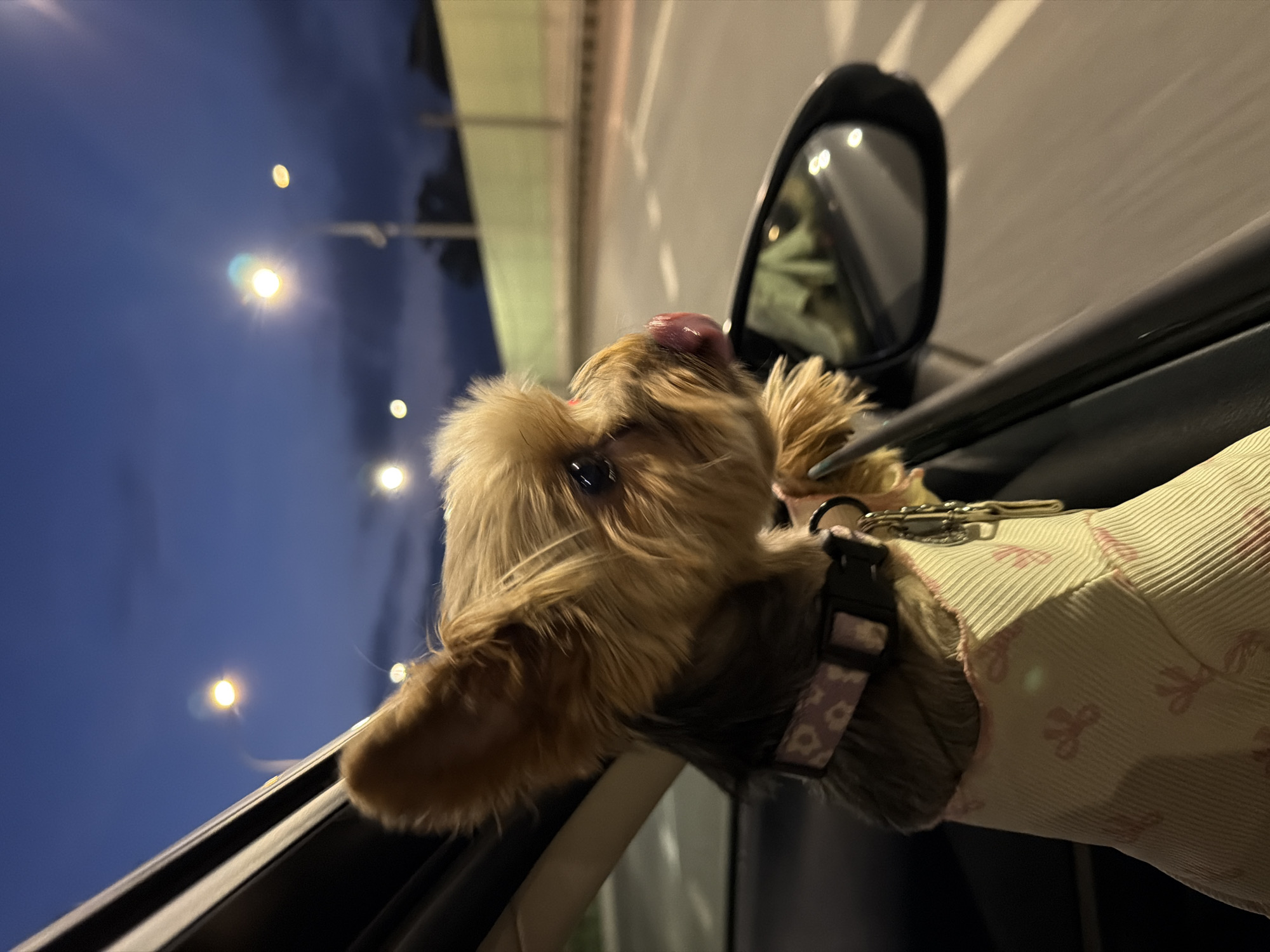 Yorkie leans out car window, fully dressed for the occasion