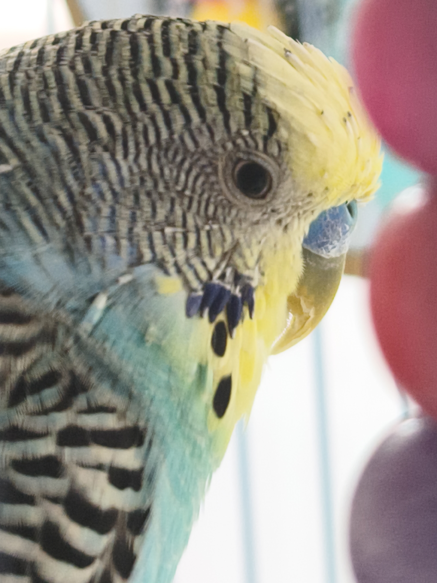 Budgerigar portraits from a home in Chaikovsky, Russia