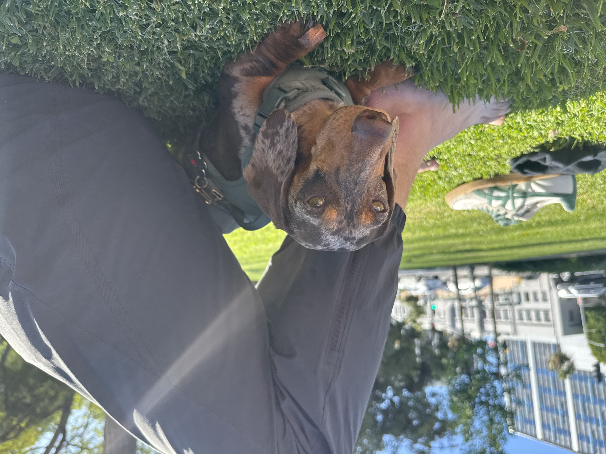 Dachshund photographed on grass in Beverly Hills late evening