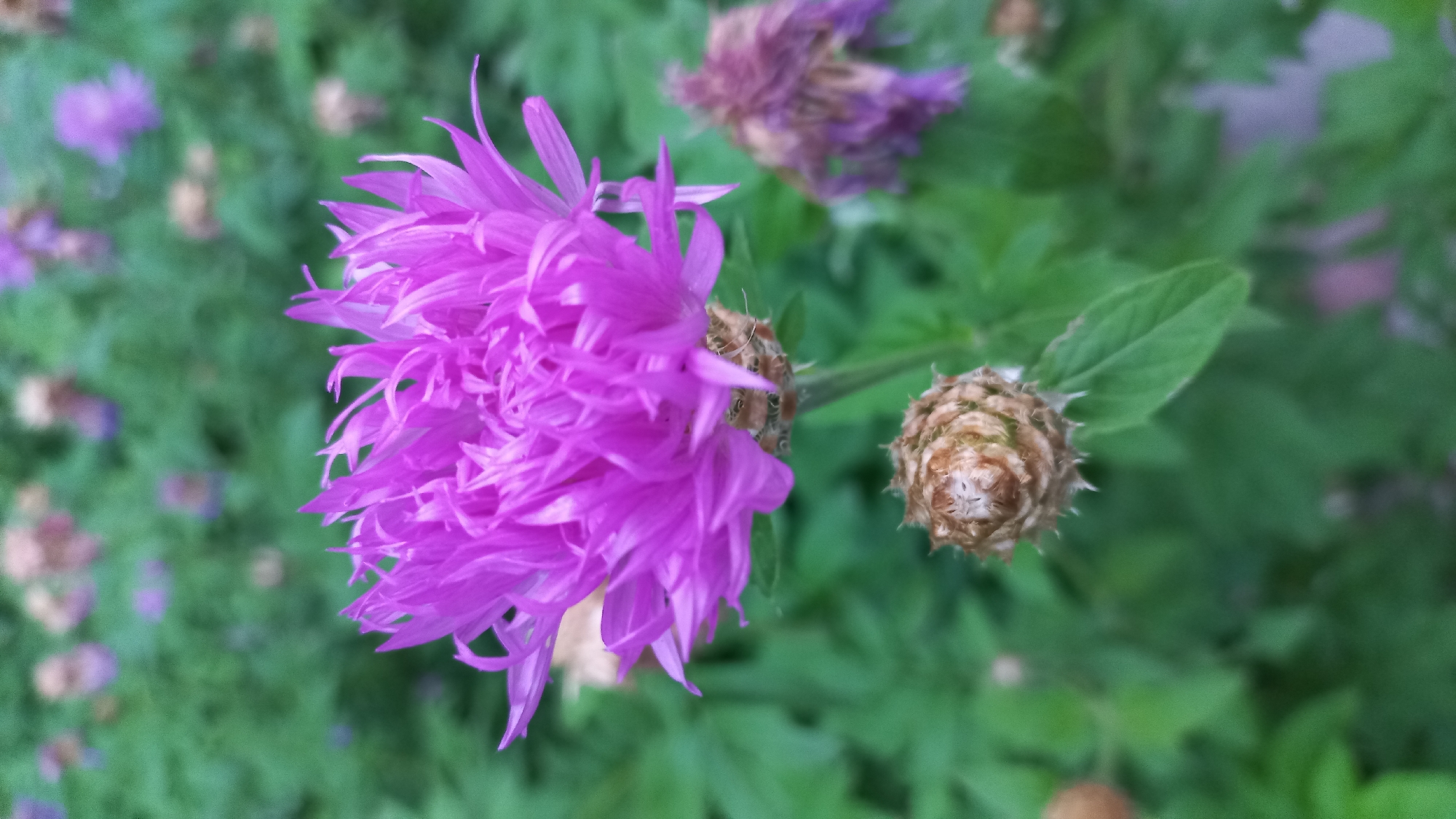 Slow afternoon walk: nature details, village rooftops, pets