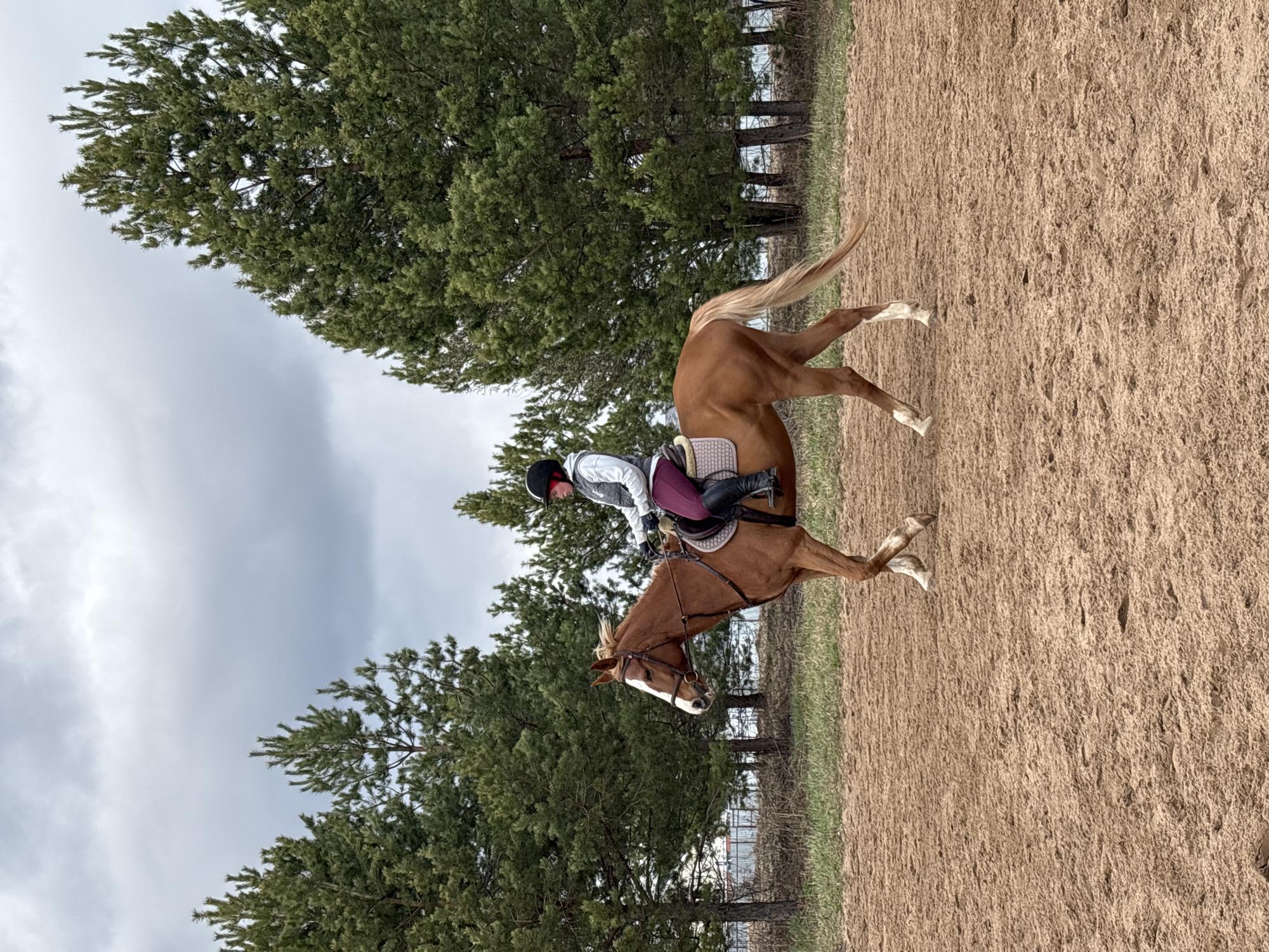 Equestrian training session documented in rural Russia