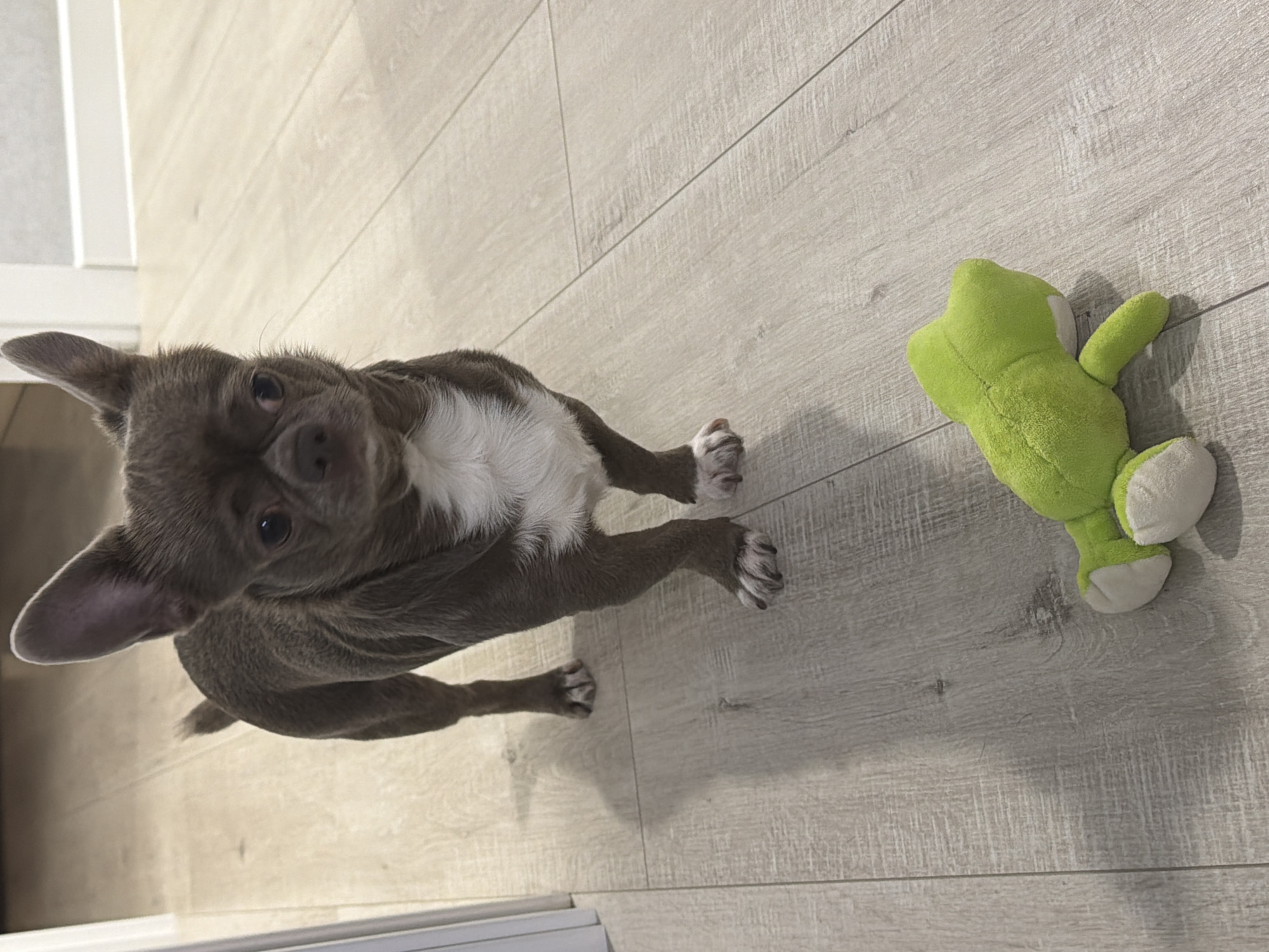 Family moments with toddler, small dog captured in Votkinsk home