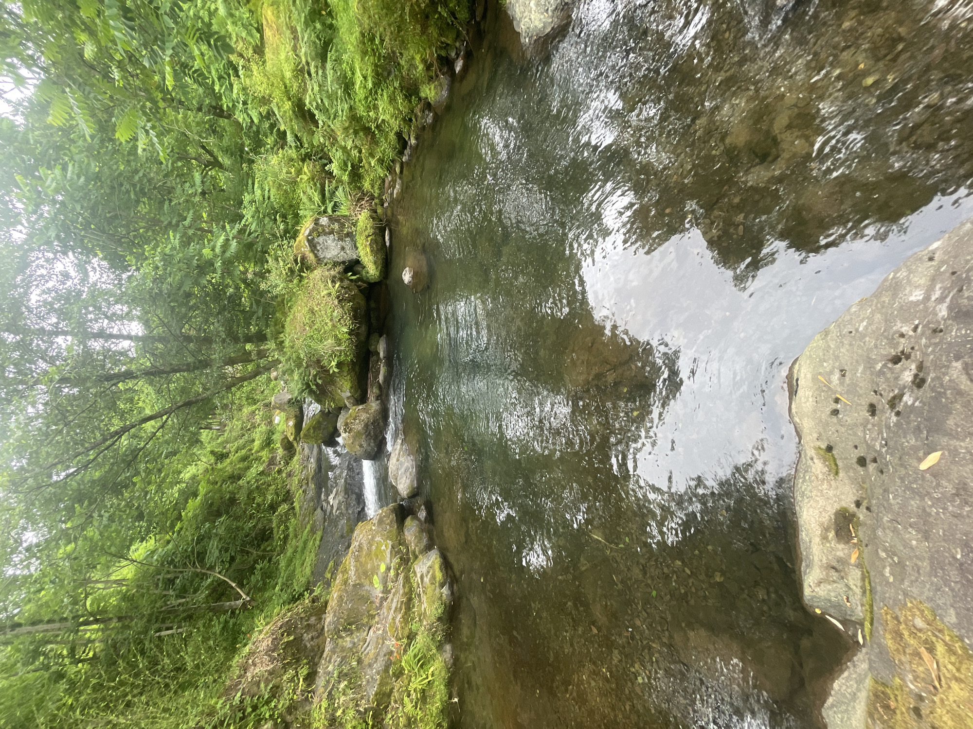 Clear forest stream with rocky bed, Khala, Georgia