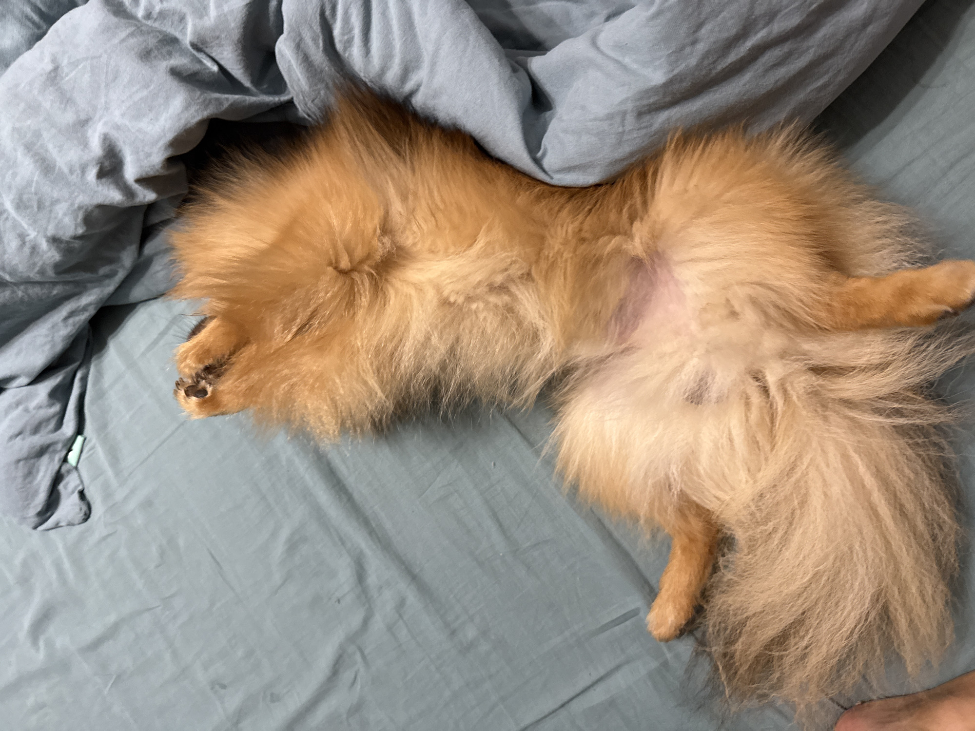 Pomeranian dog rests on bed in Khimki, Russia