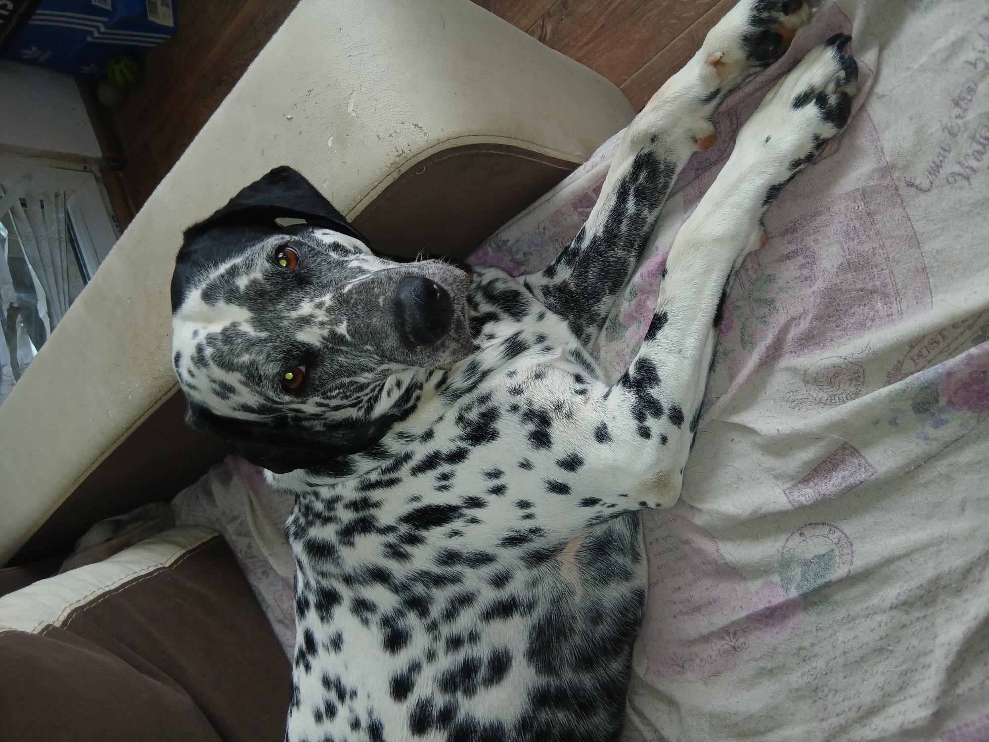 Dalmatian fully relaxed, paws in the air