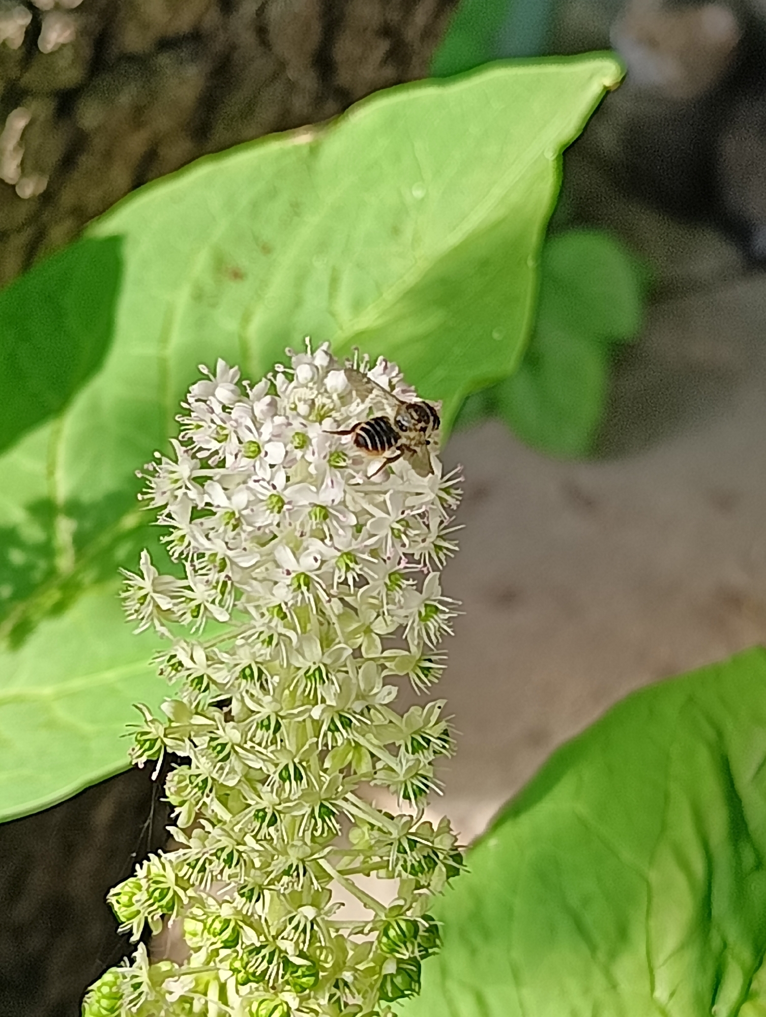 Morning life documented in Biliaivka Ukraine cats flowers insects