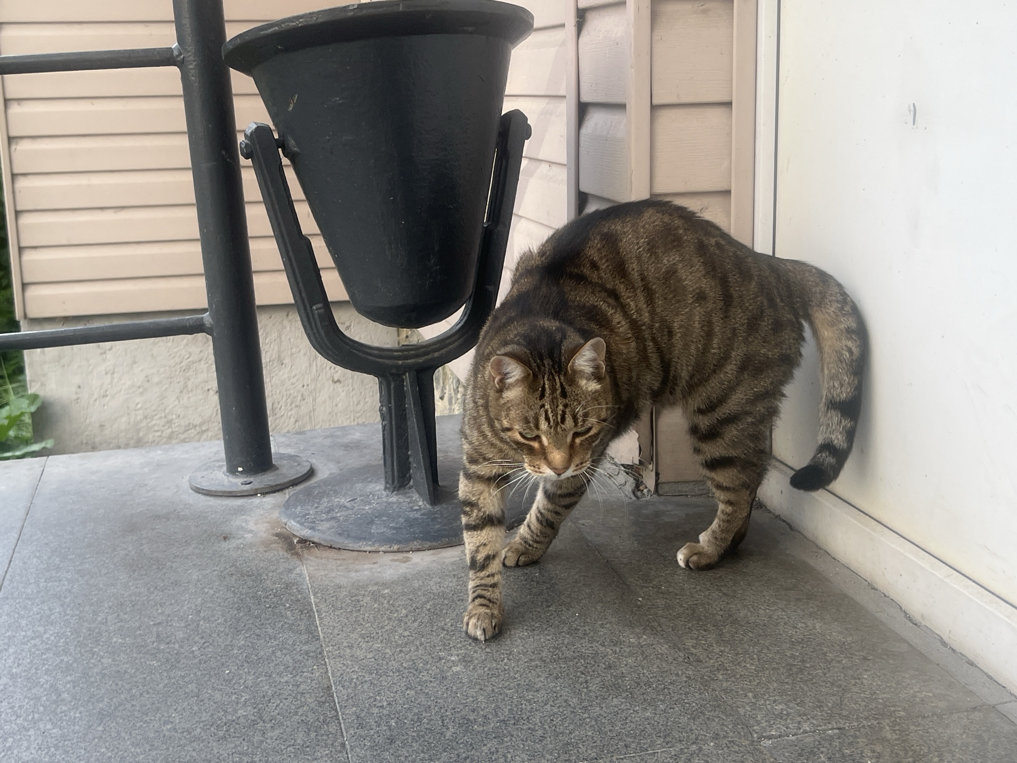 Tabby cat takes a very committed nap on Yekaterinburg patio