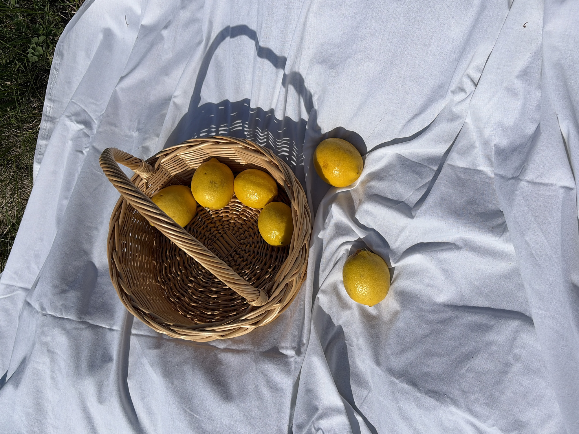 Lemons arranged on outdoor sheet in Foki, Russia