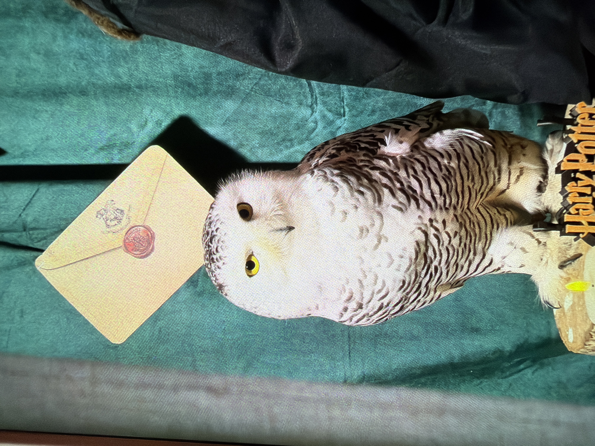 Sofia resident documents afternoon moments with pets, food, Harry Potter