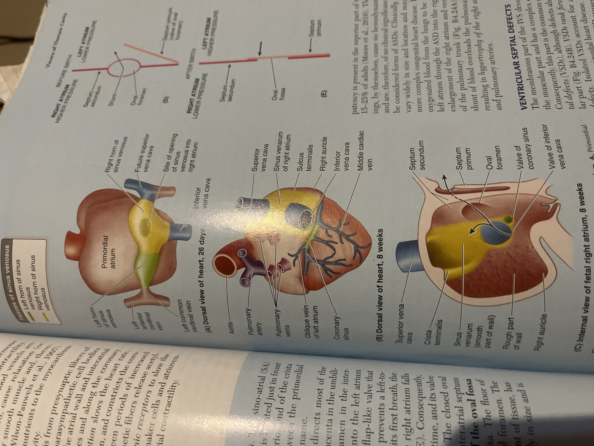 Medical anatomy study session covering cardiovascular system in Jalingo