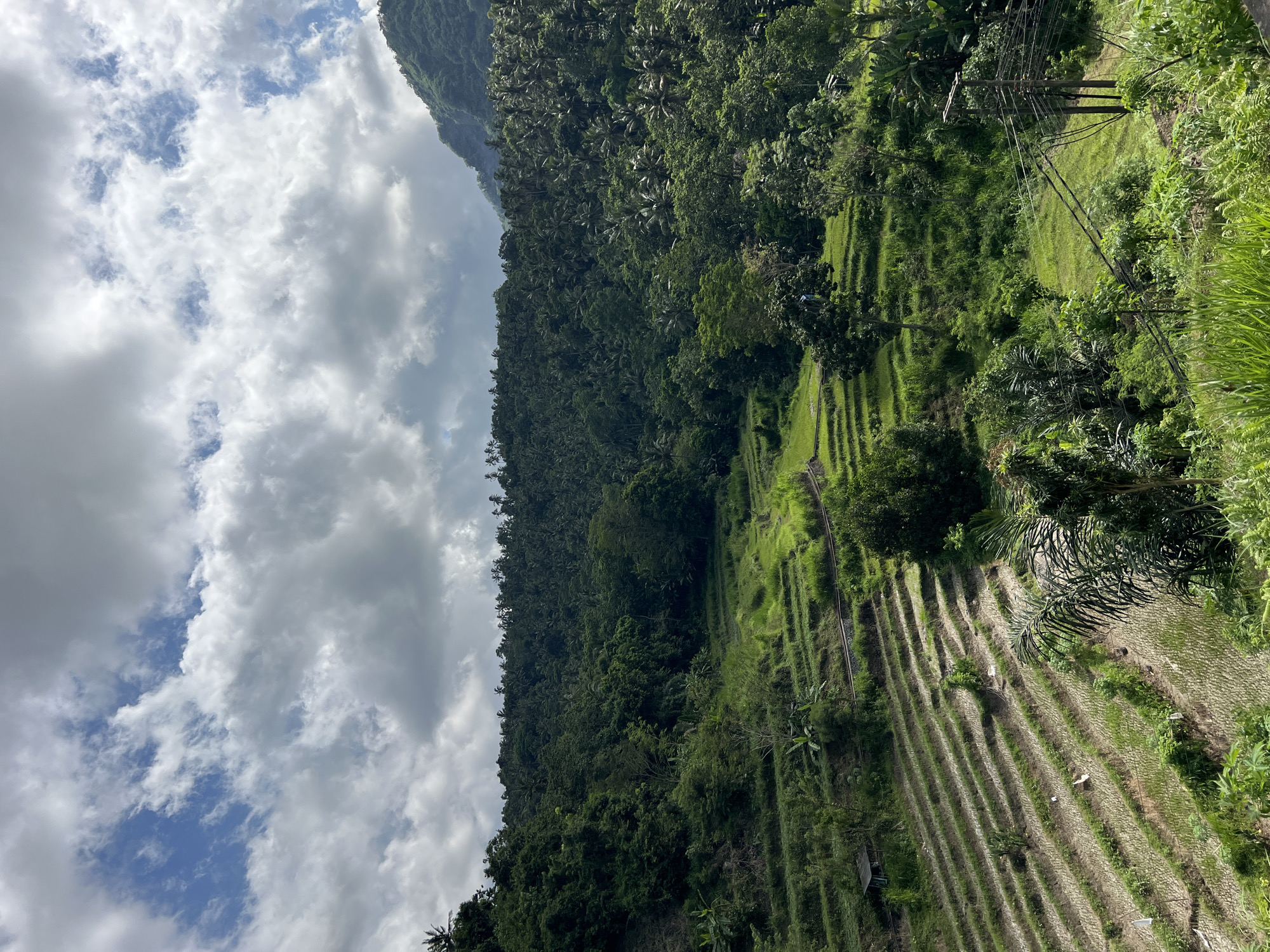 Rice terraces documented in lush Abang, Indonesia landscape