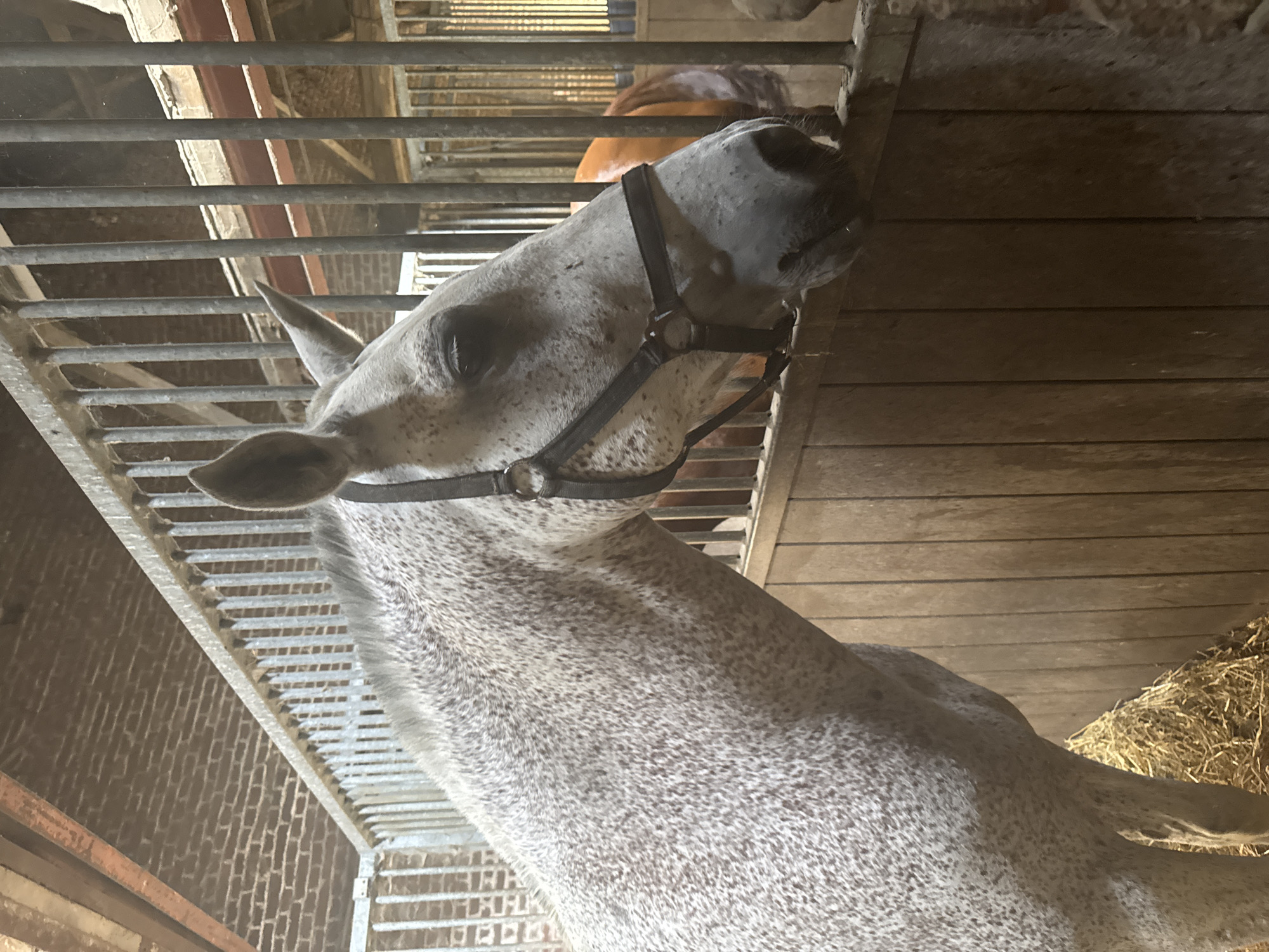 Horses in their stalls at a Belgian stable