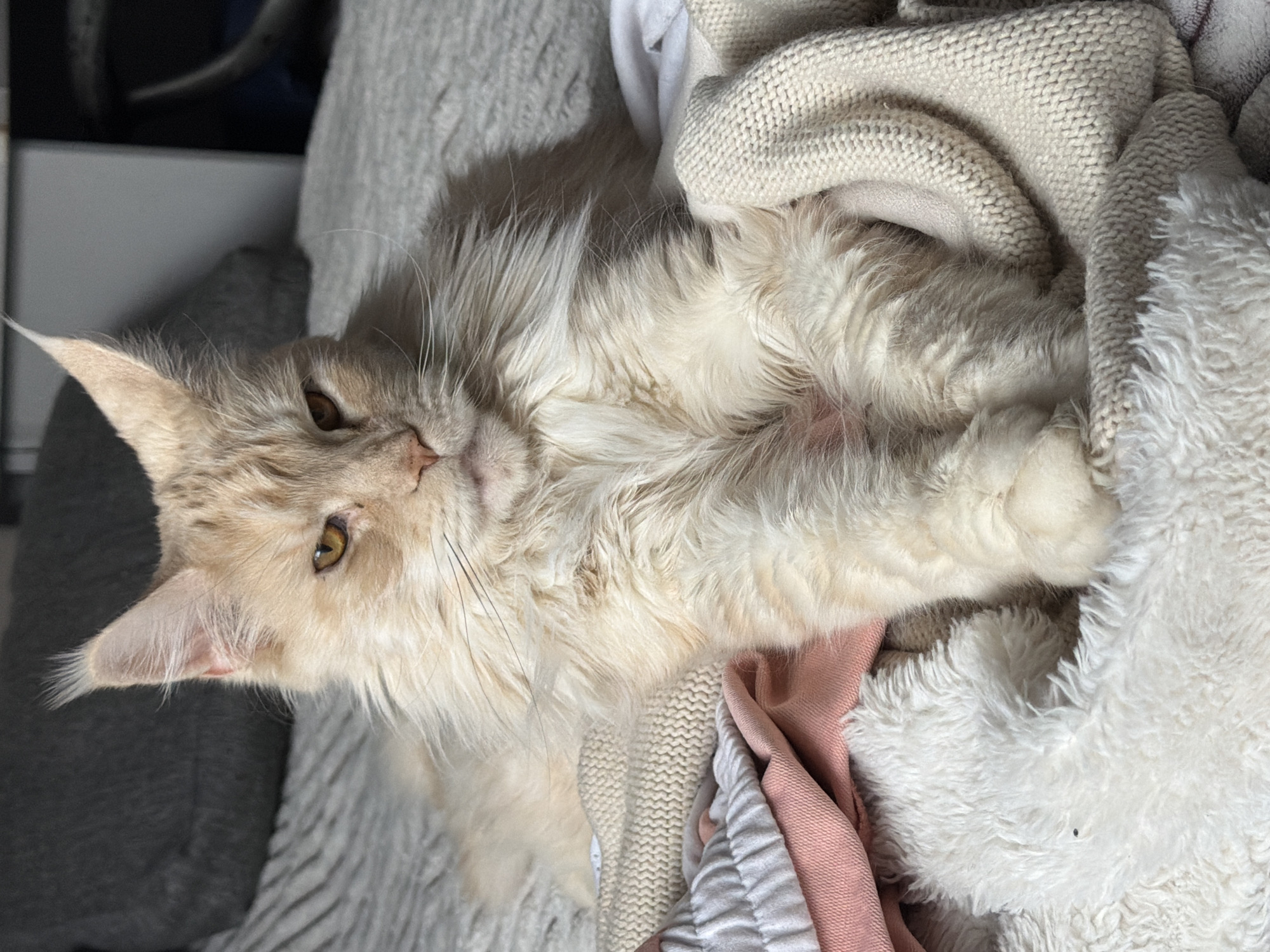 Maine Coon cat photographed indoors in Kazan, Russia