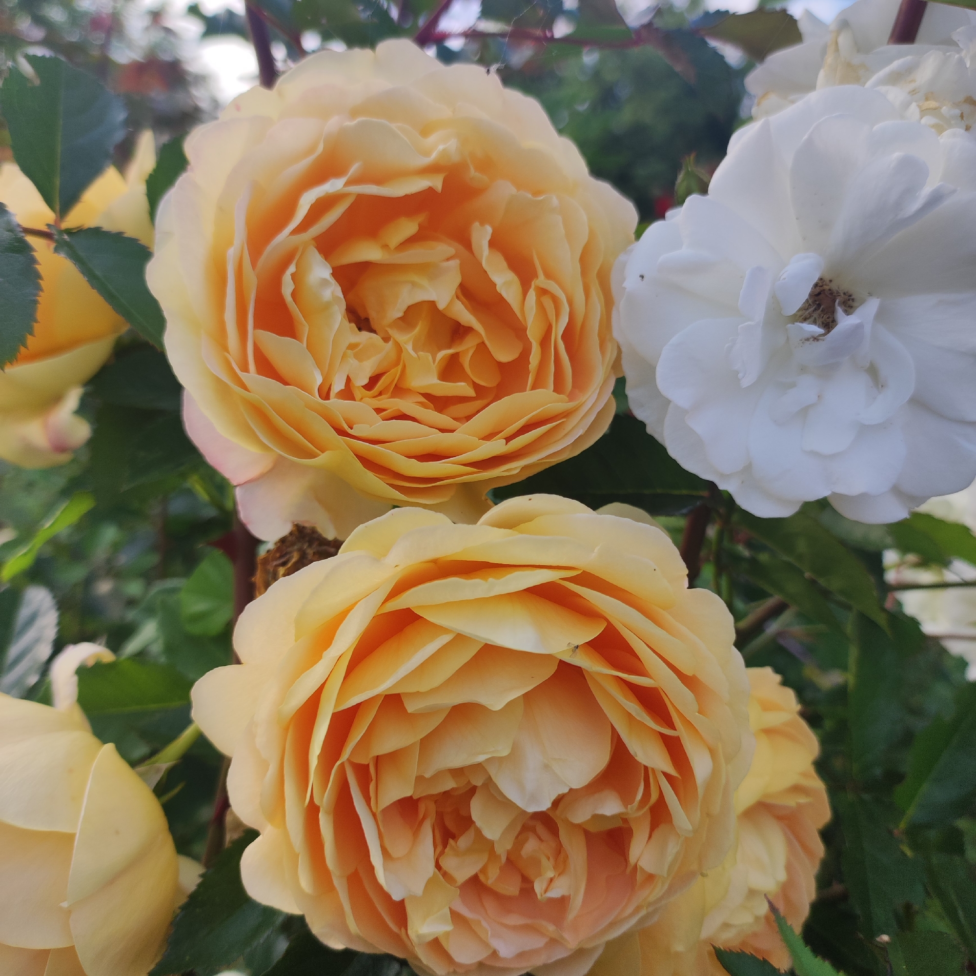 Close-up tour through a garden full of blooming roses