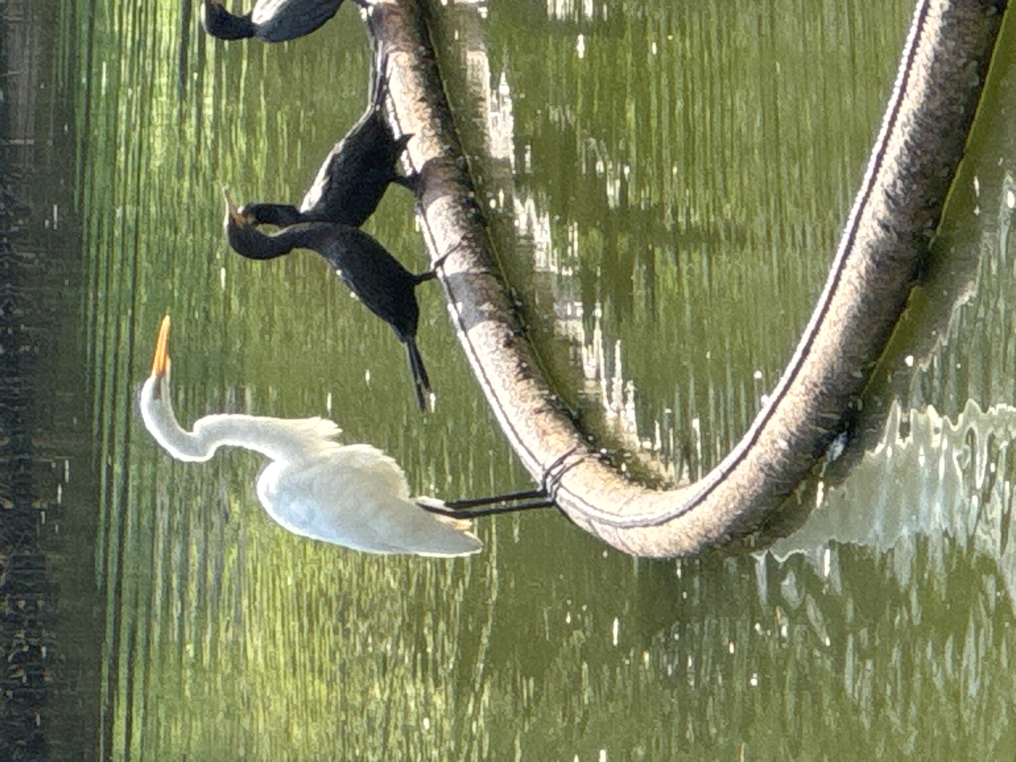 Afternoon at Niterói's Parque da Cidade, birds and pond life