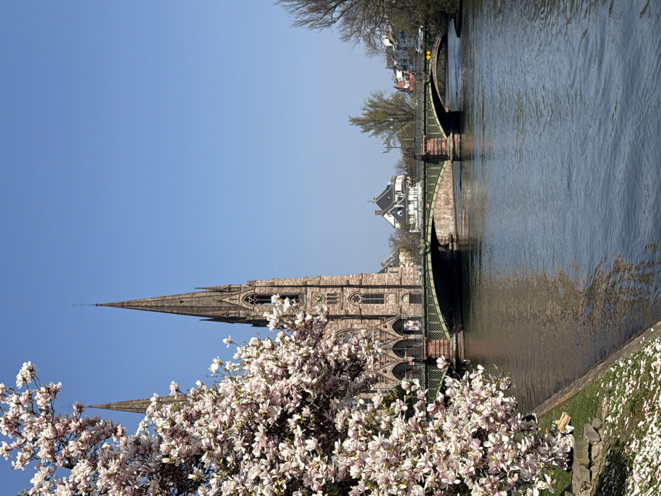 Spring magnolia blooms captivate witnesses across Strasbourg parks and riverbanks
