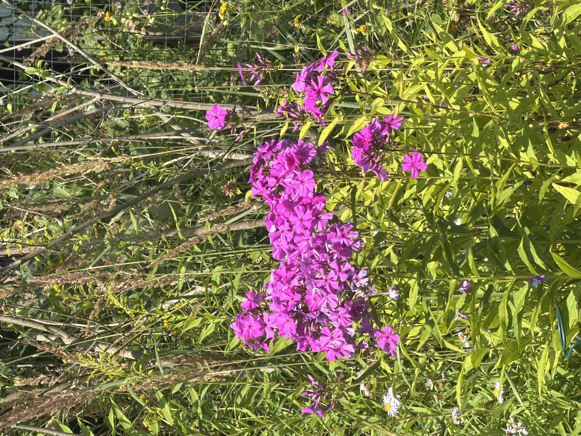 Midsummer garden in full bloom, Petukhi, Russia