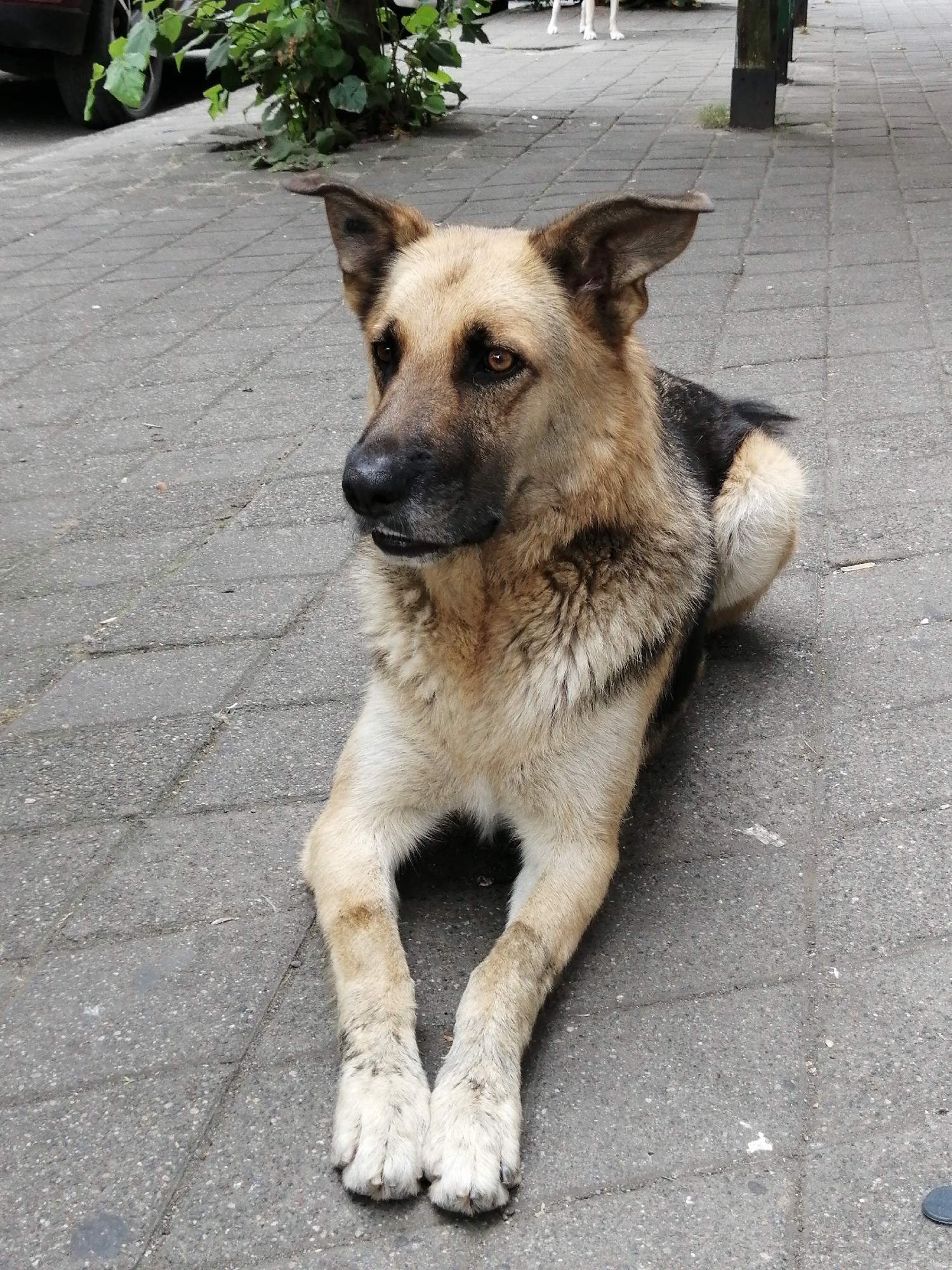 German Shepherd resting on a Batumi sidewalk