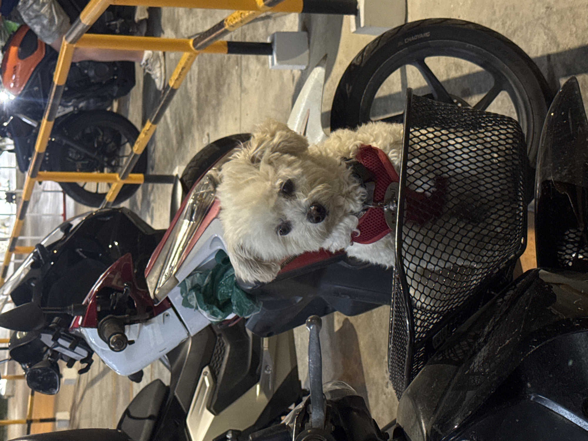 Small dog rides in motorcycle basket in Thailand parking garage