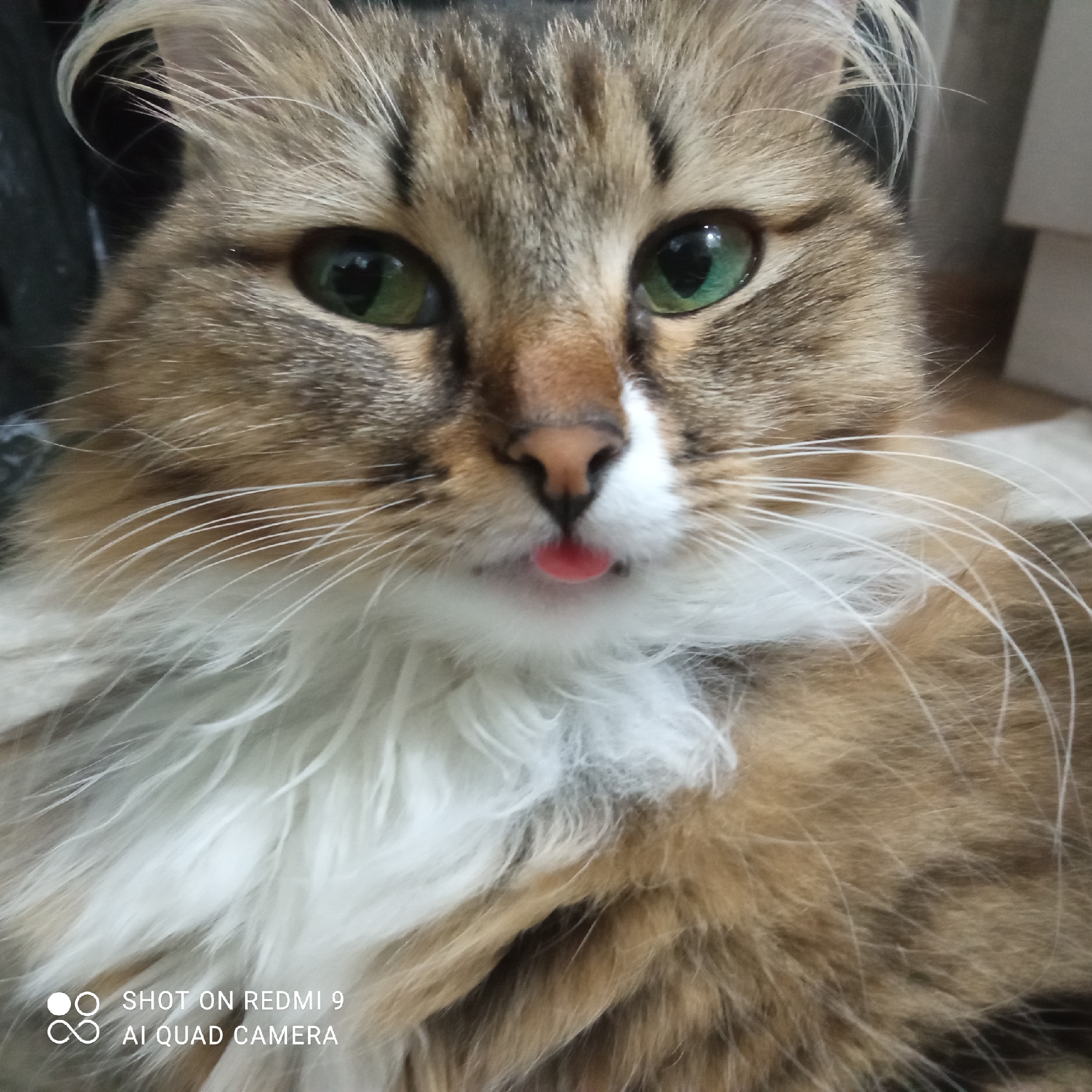 Cat portrait session captured in Chaikovsky, Russia