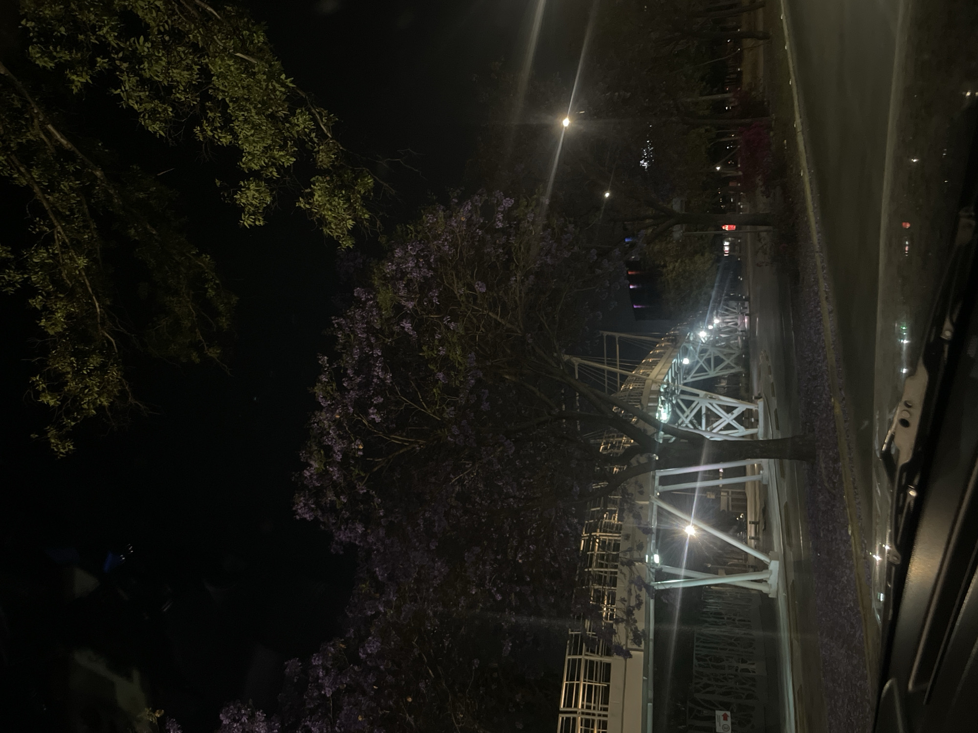 Blooming jacaranda tree photographed at night in Puebla
