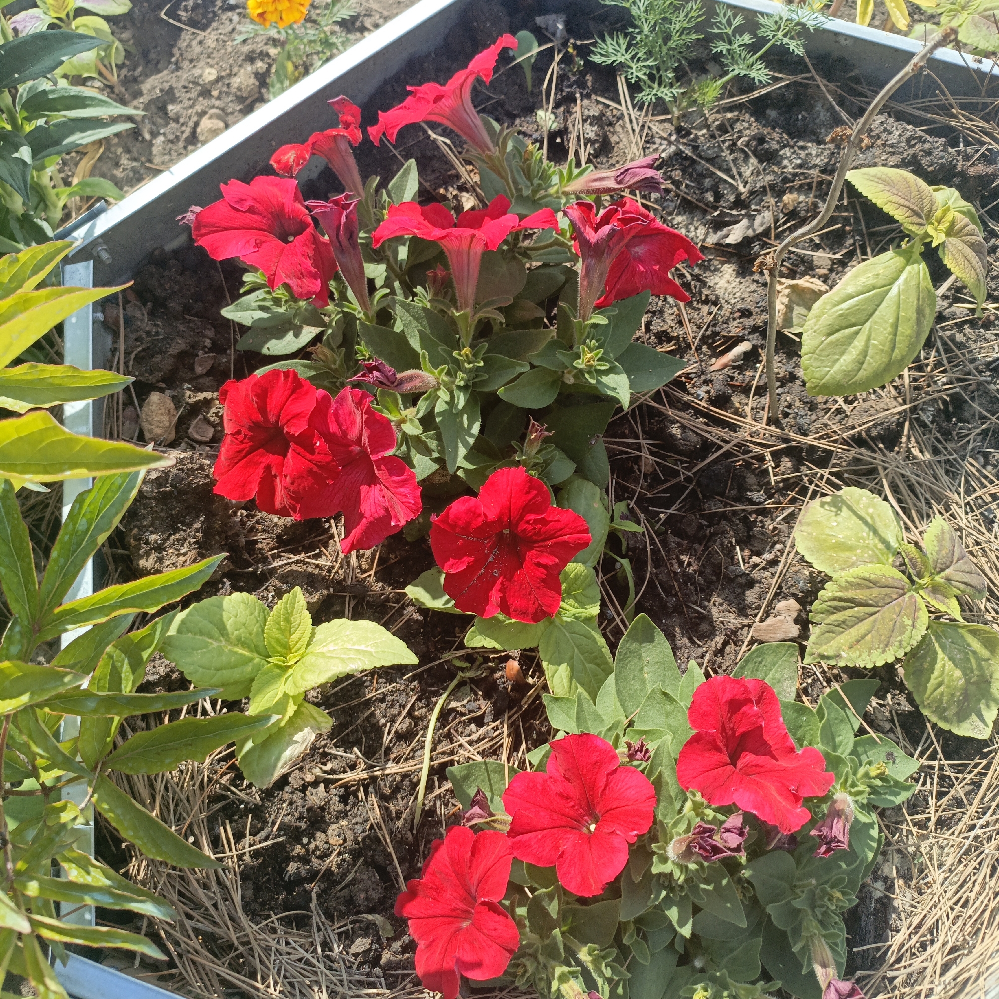 Garden flowers documented in bloom across Sevastopol