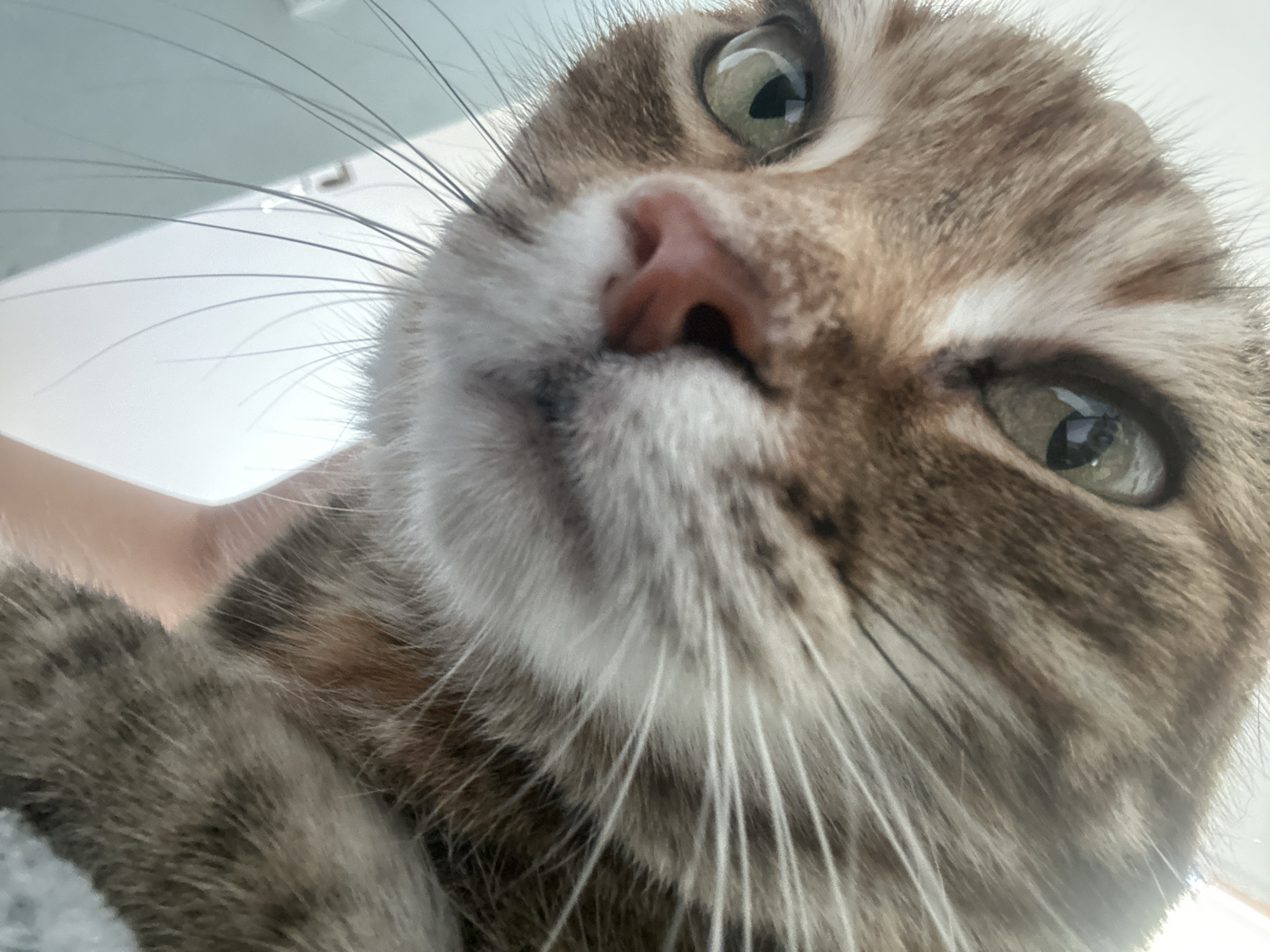 Lazy morning with a tabby cat in Shumen