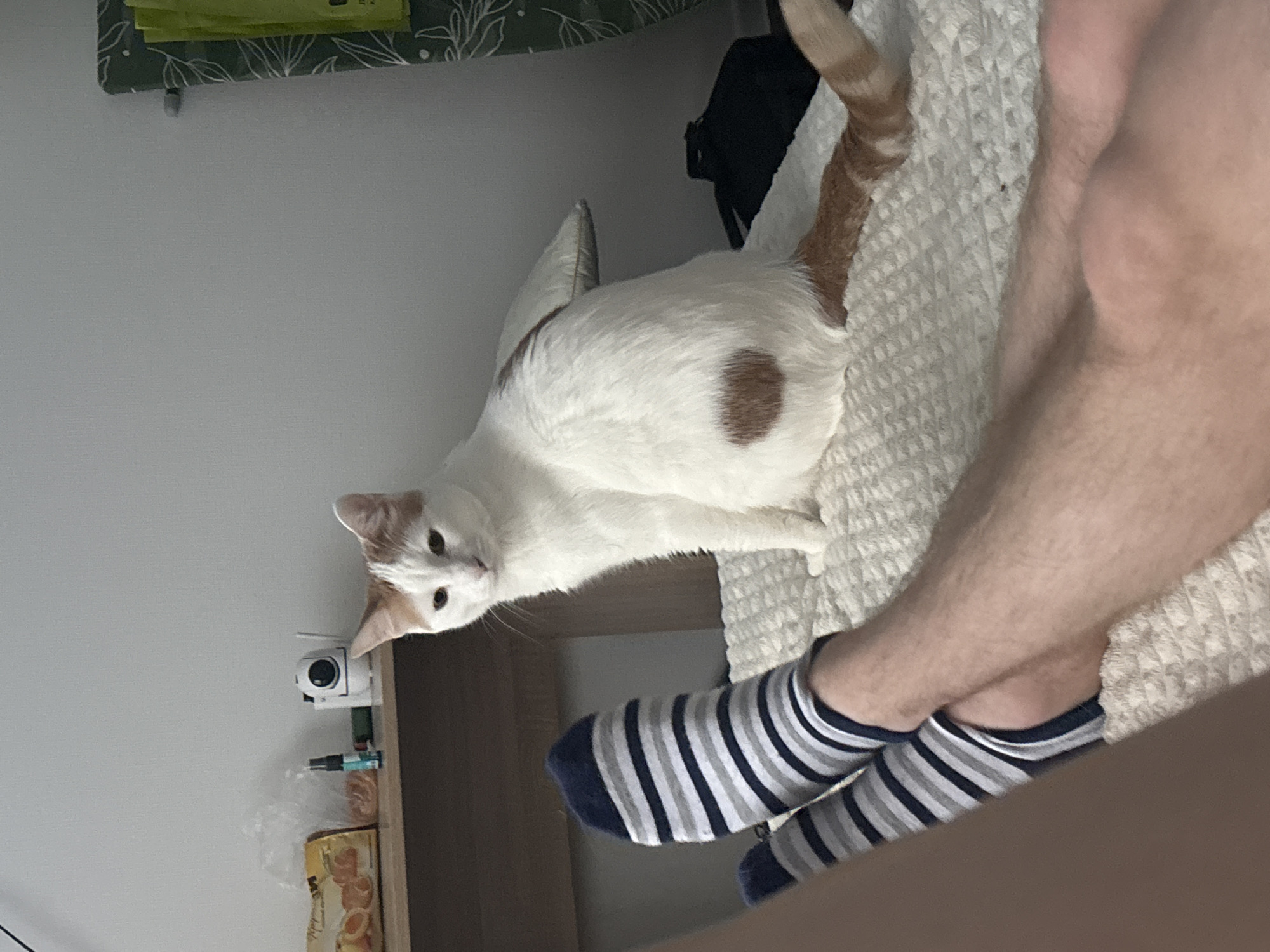 White and brown cat spotted on bed in Russia