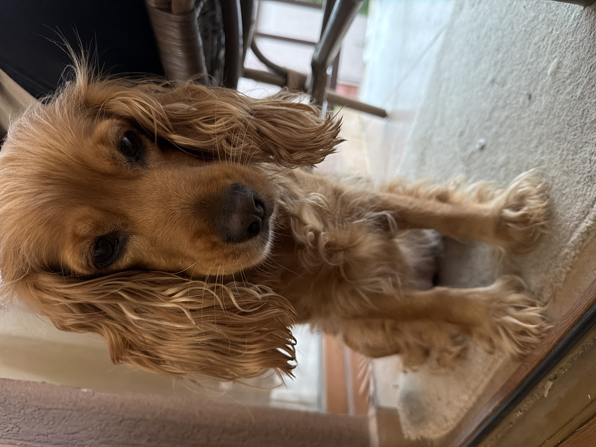 Cocker Spaniel photographed in intimate close-up portrait session