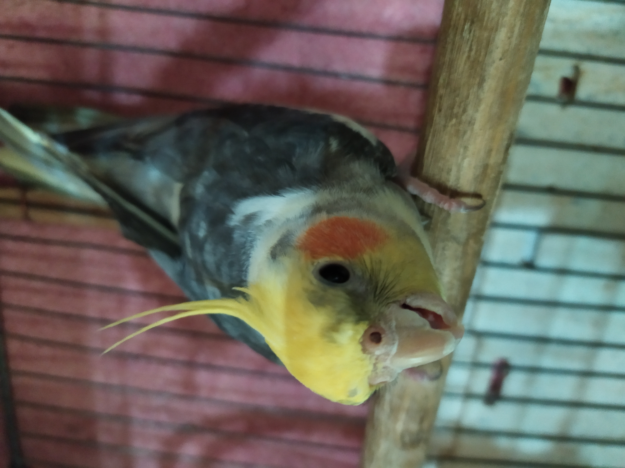 Cockatiel in a cage, Bilajari, Azerbaijan