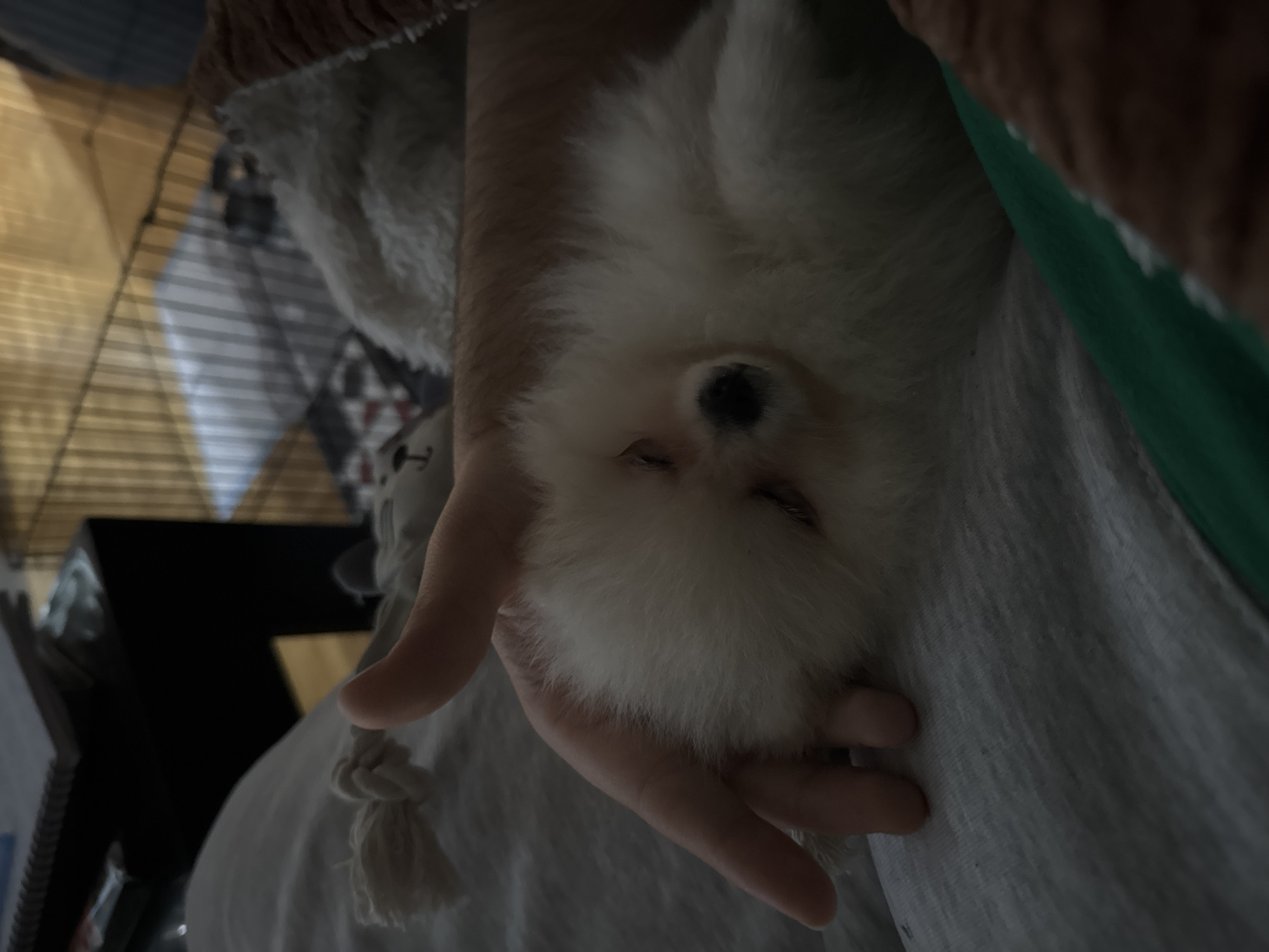 Tiny white dog sleeps peacefully in human hand, Sofia