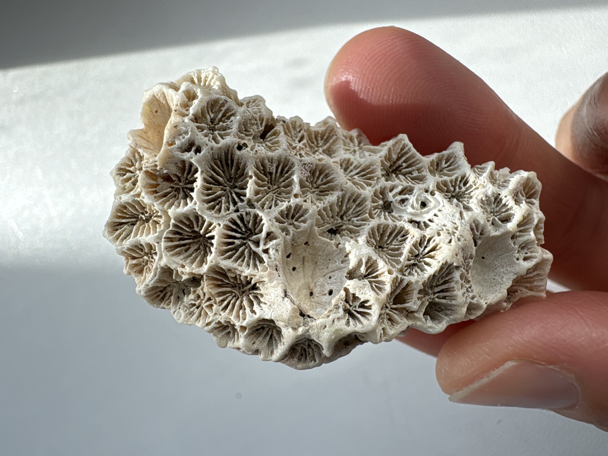 Fossilized coral specimen examined in Ulyanovsk, Russia