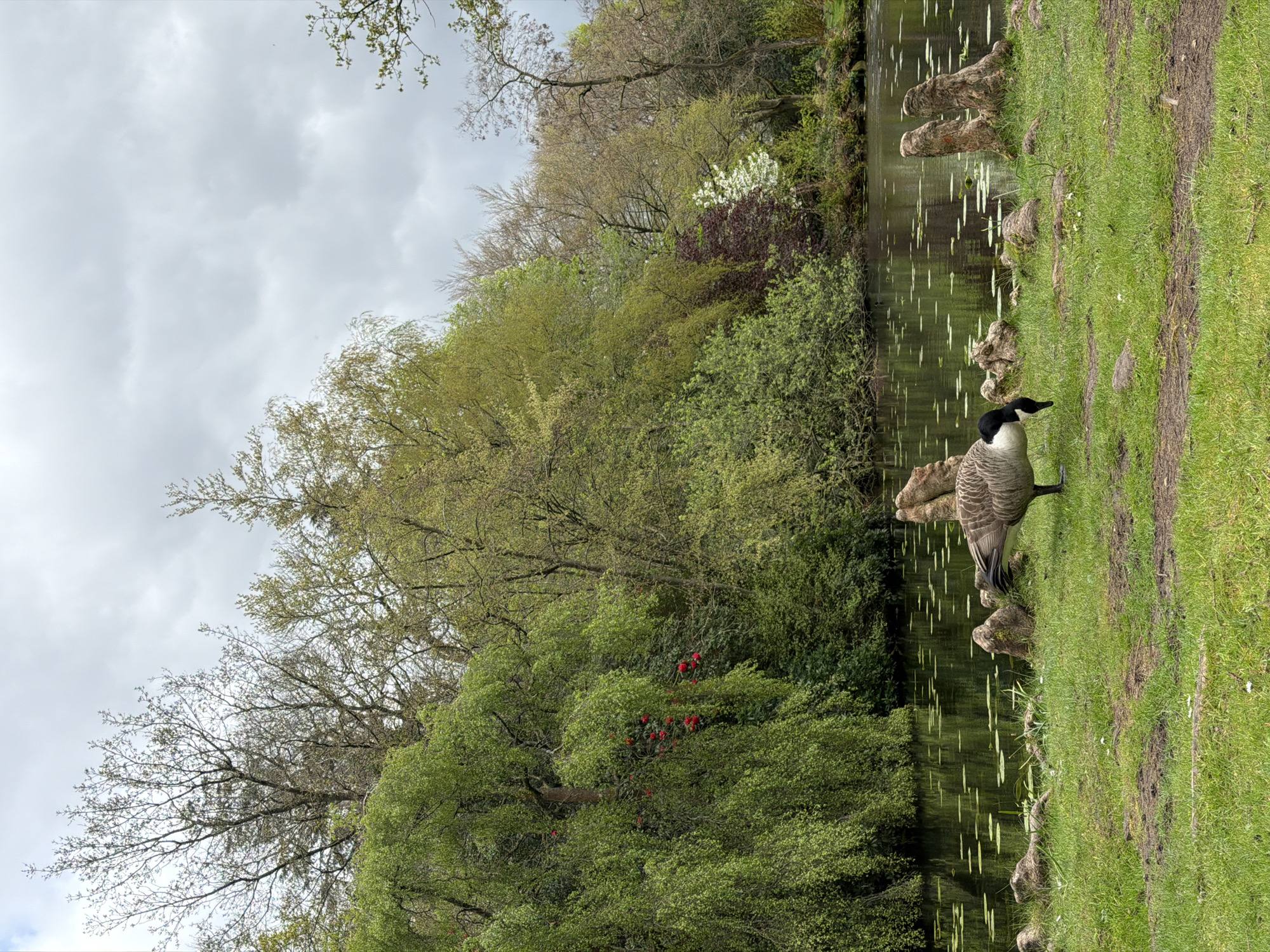 Canada Goose spotted near water in Knutsford park