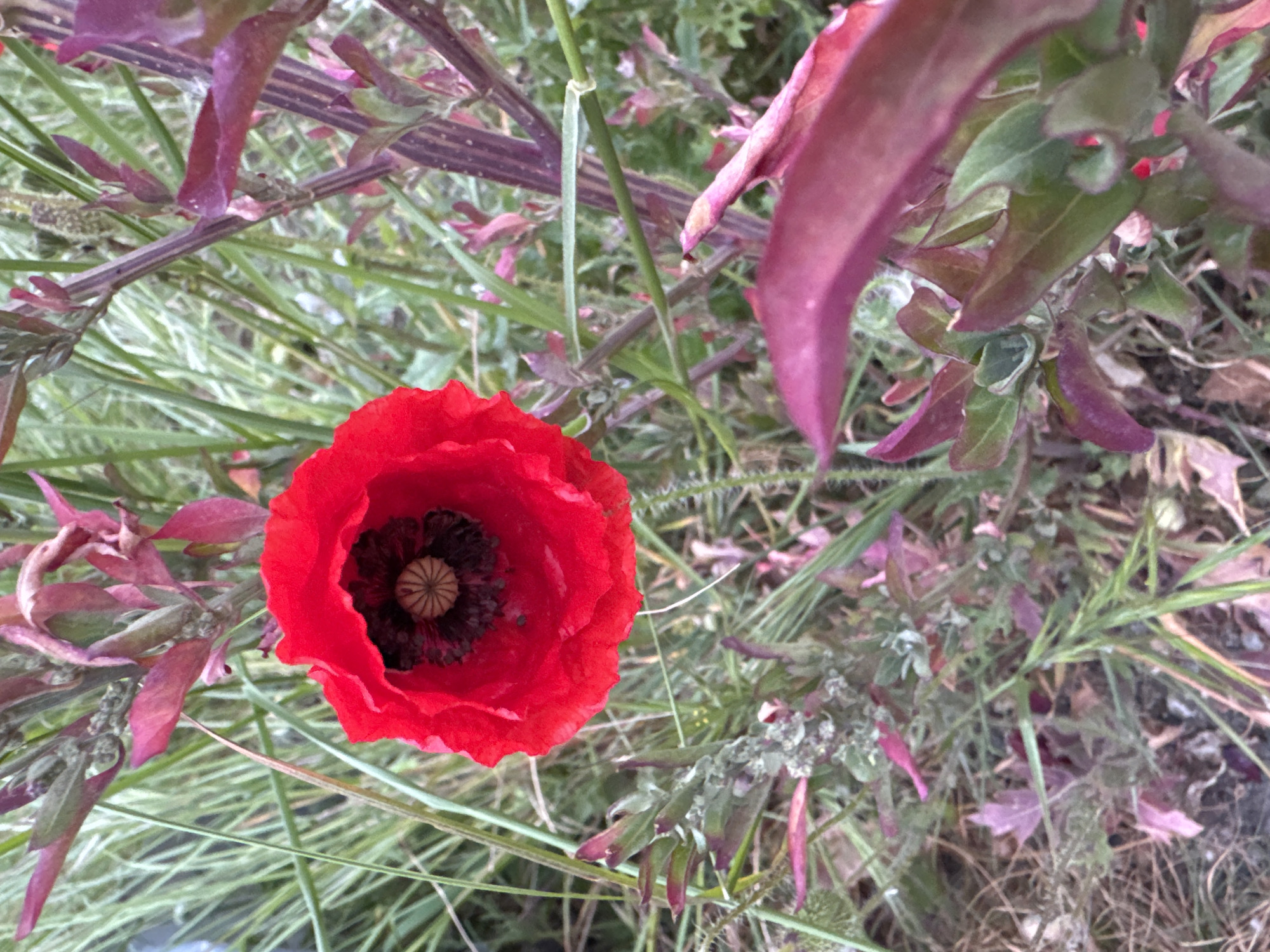 Red poppy blooms in Montenegro field