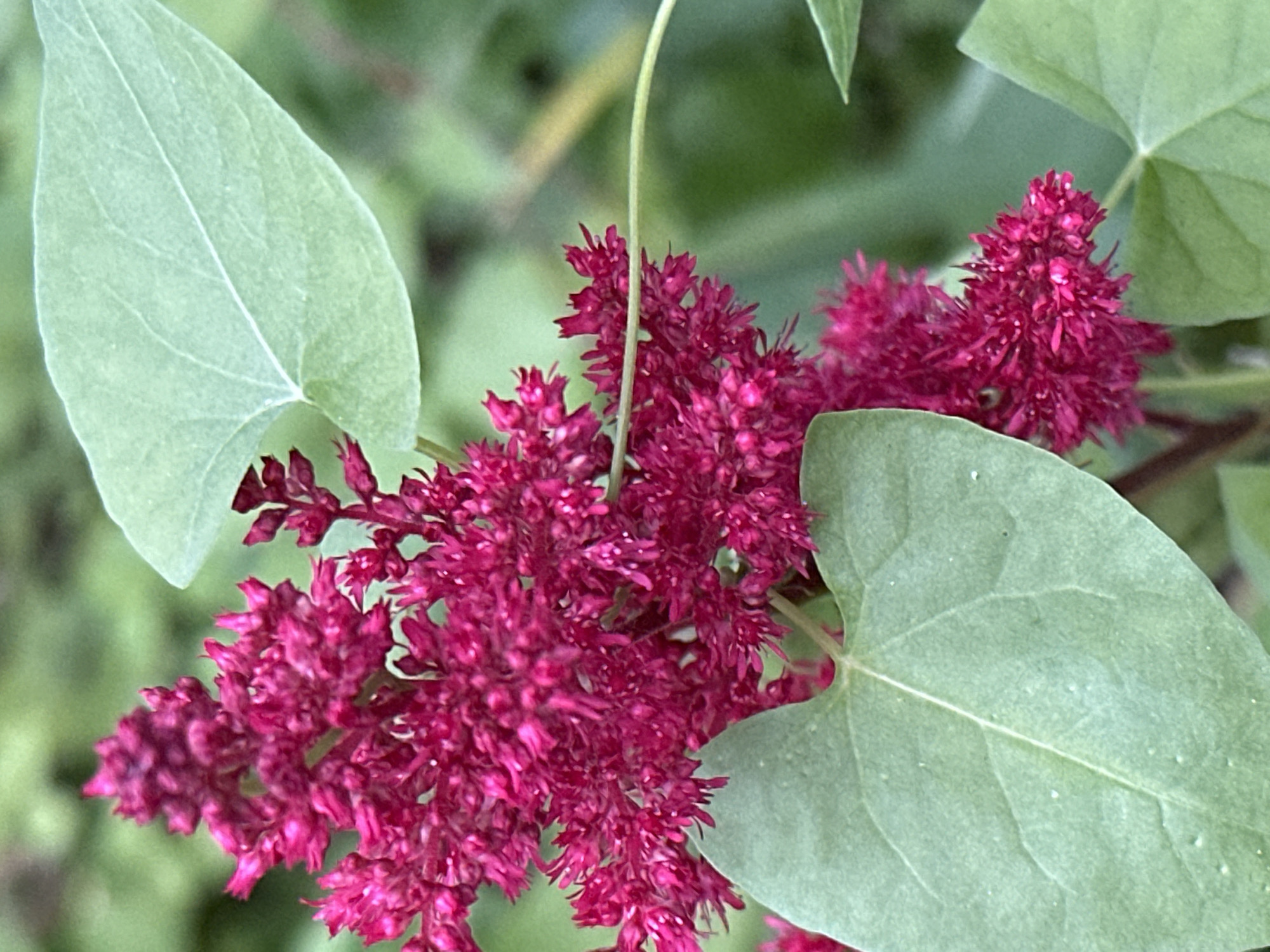 Close-up macro tour of a Podolsk garden in full summer bloom