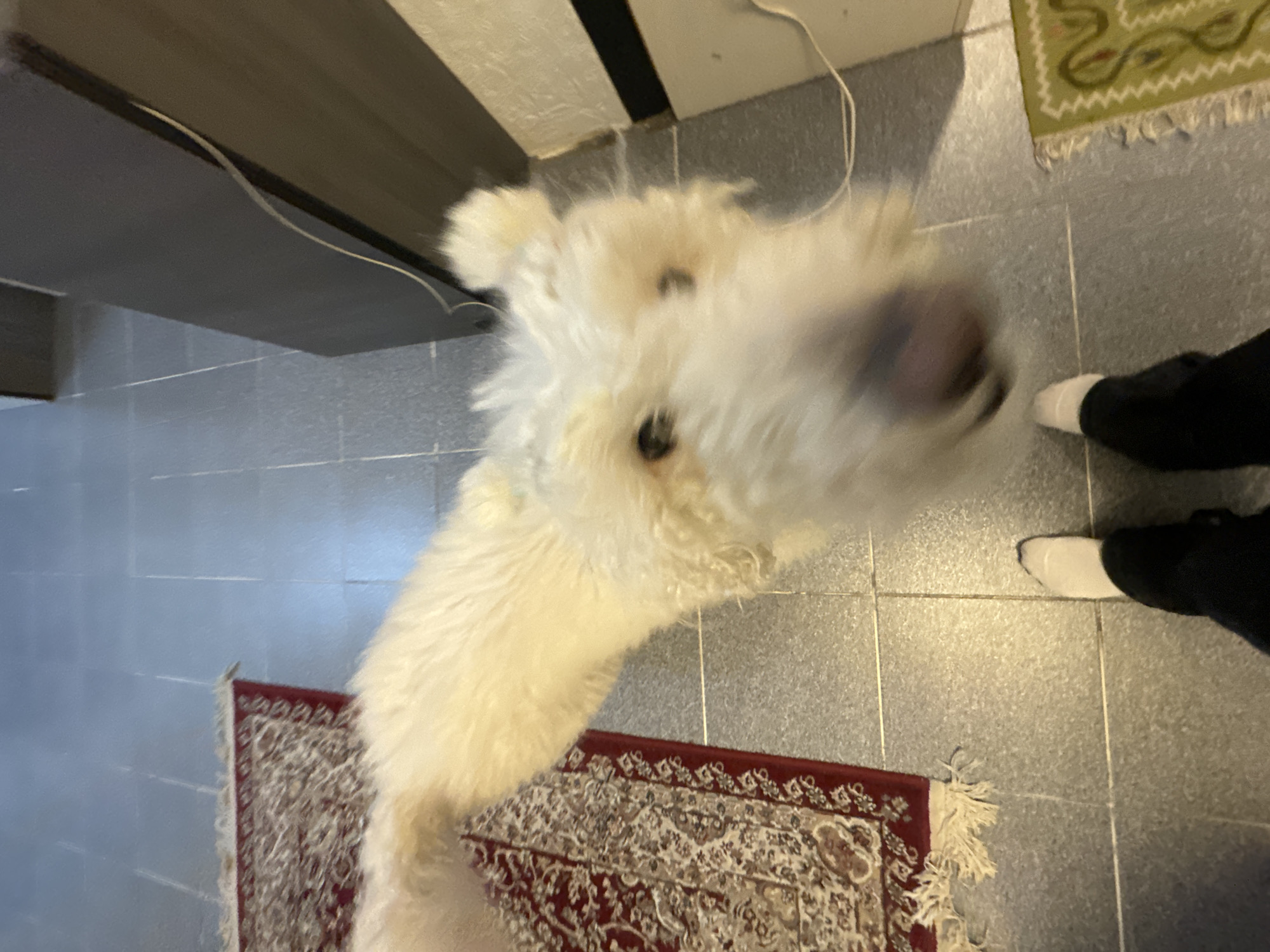 Poodle dog captured in home setting in Krasnoyarsk
