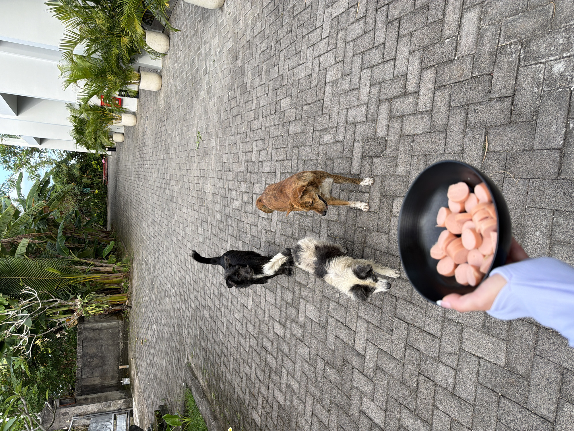 Dogs fed, selfie taken, child plays in Kuta Selatan