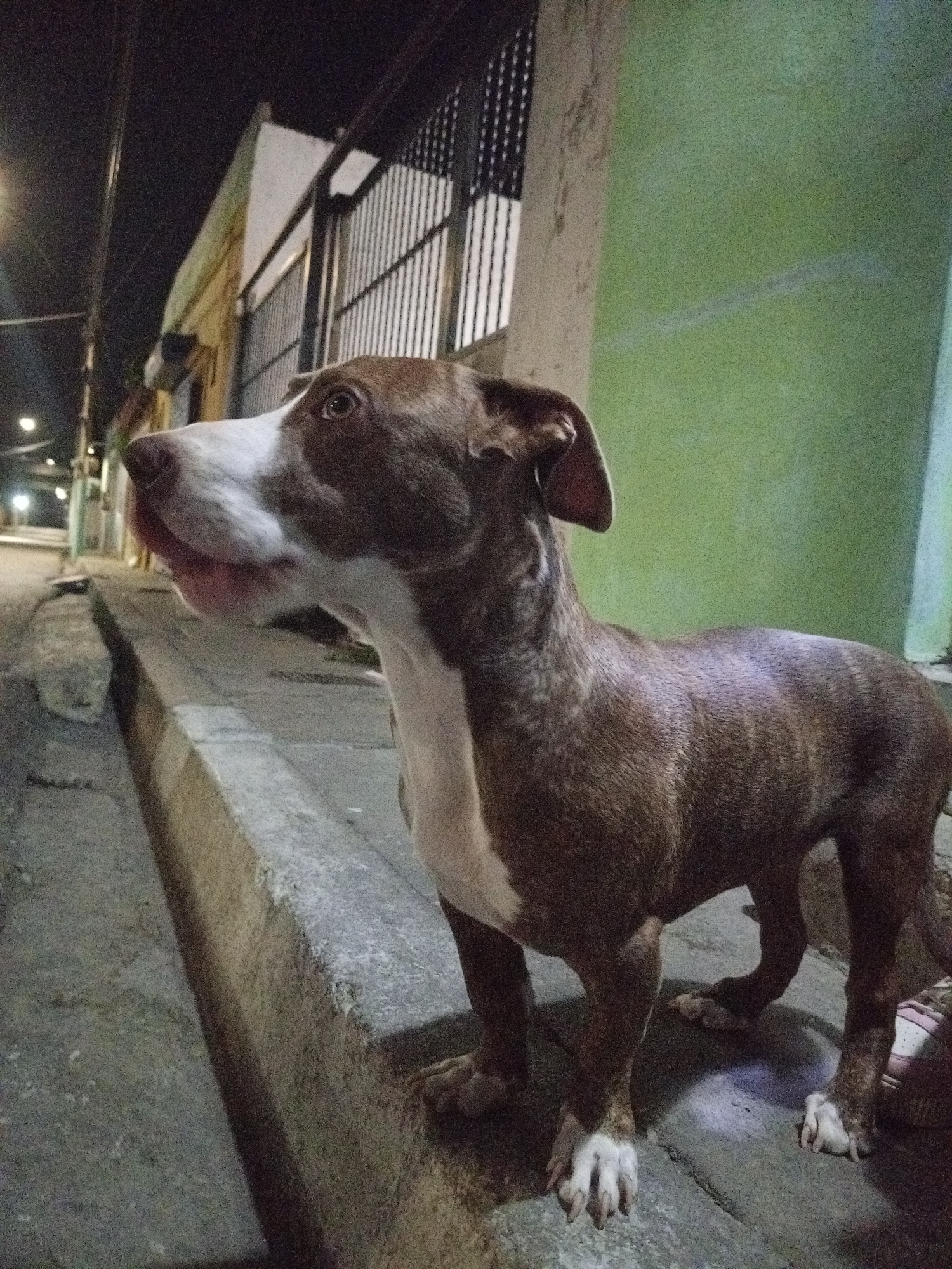Nighttime street animals documented in Porlamar, Venezuela