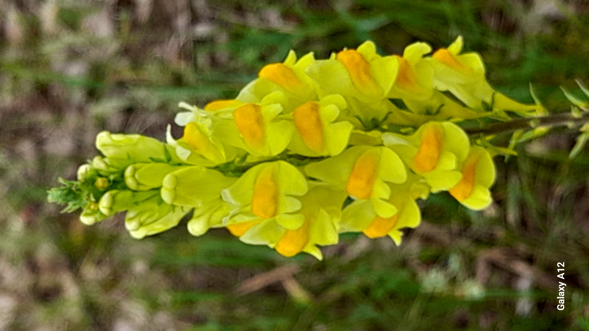 Dog walk and wildflower photography in rural Markovskii, Russia