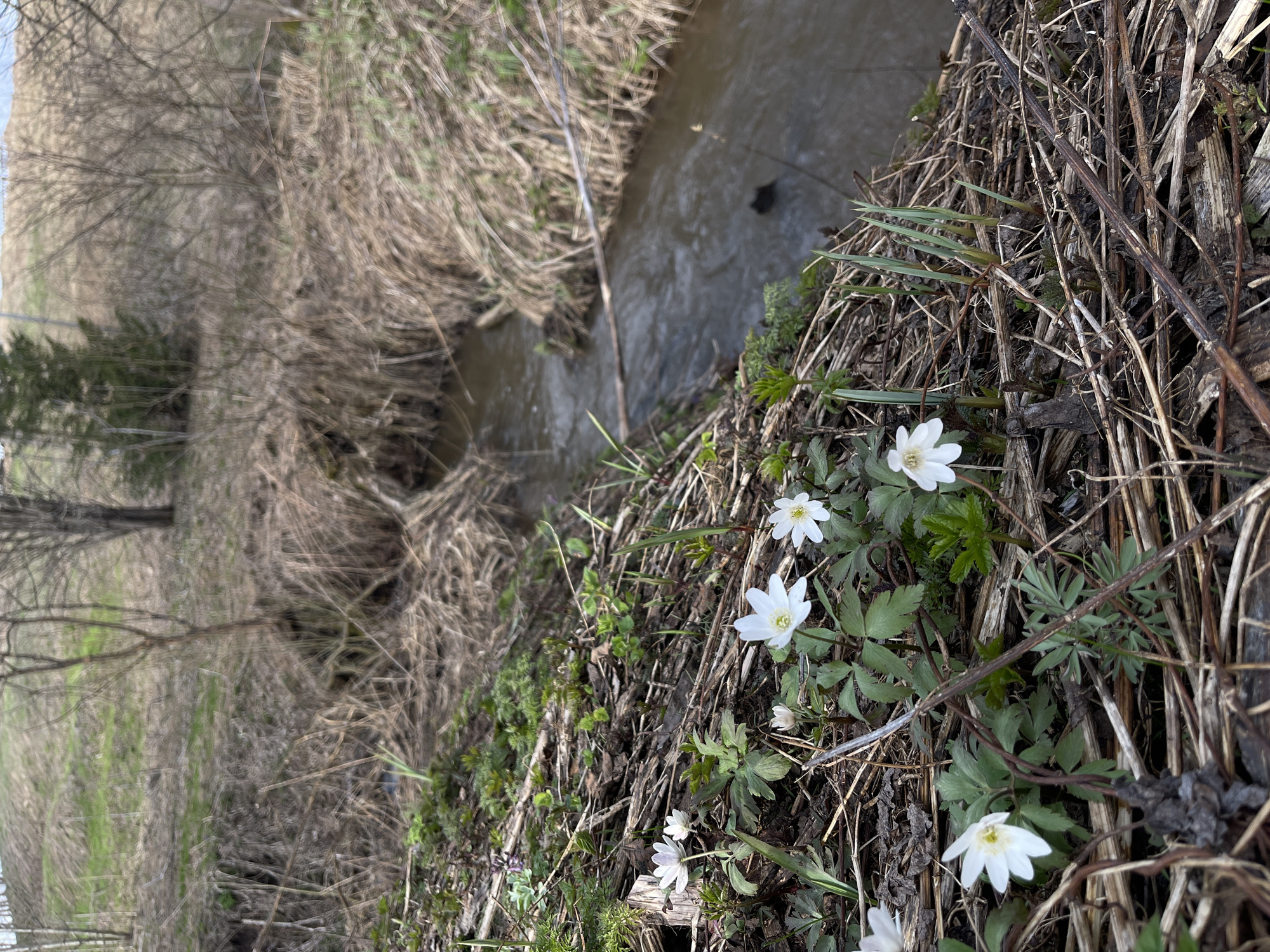 Spring documentation captures rural Zhigalki flora and fauna
