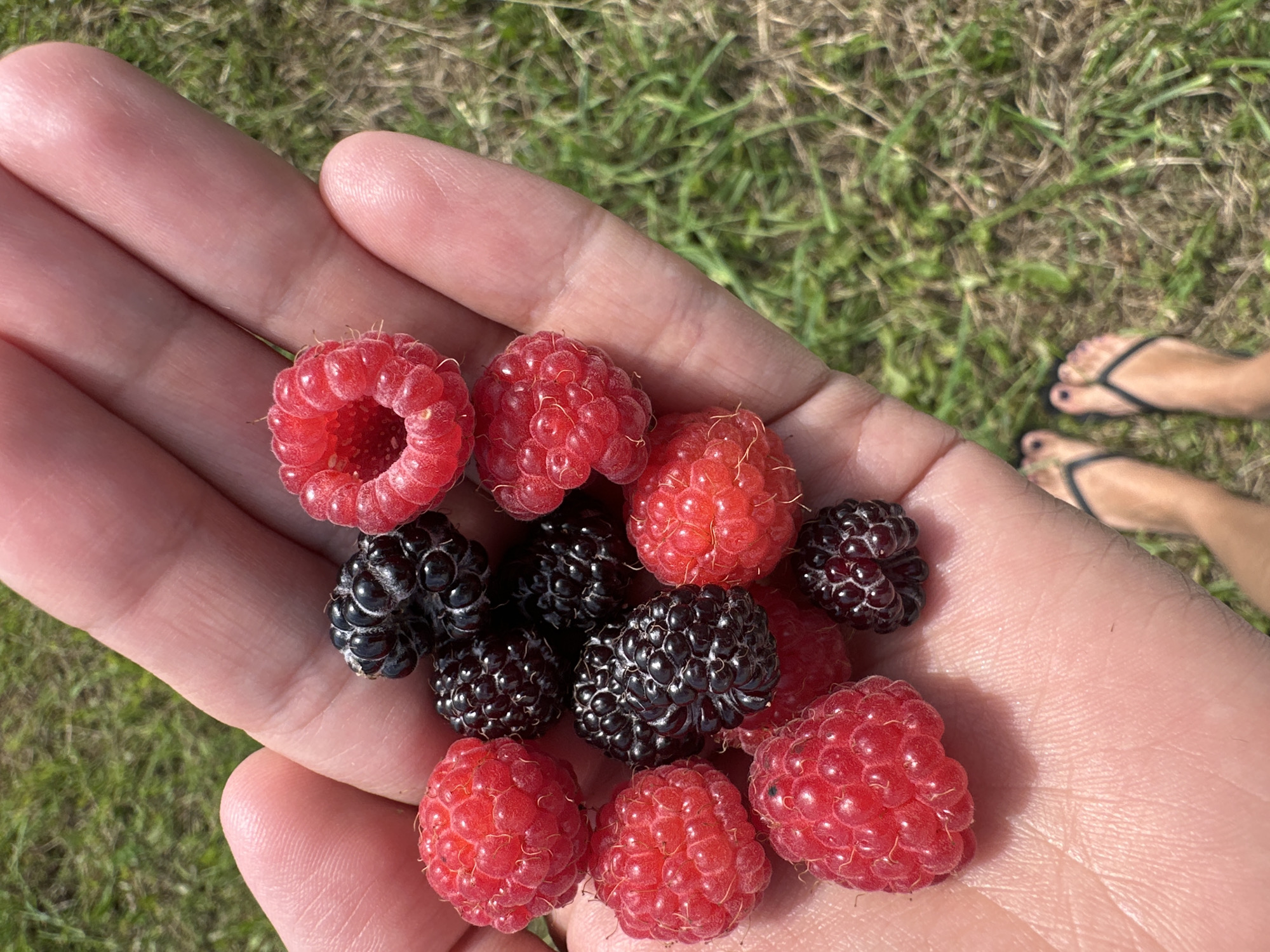 Fresh-picked raspberries and blackberries held in an open palm
